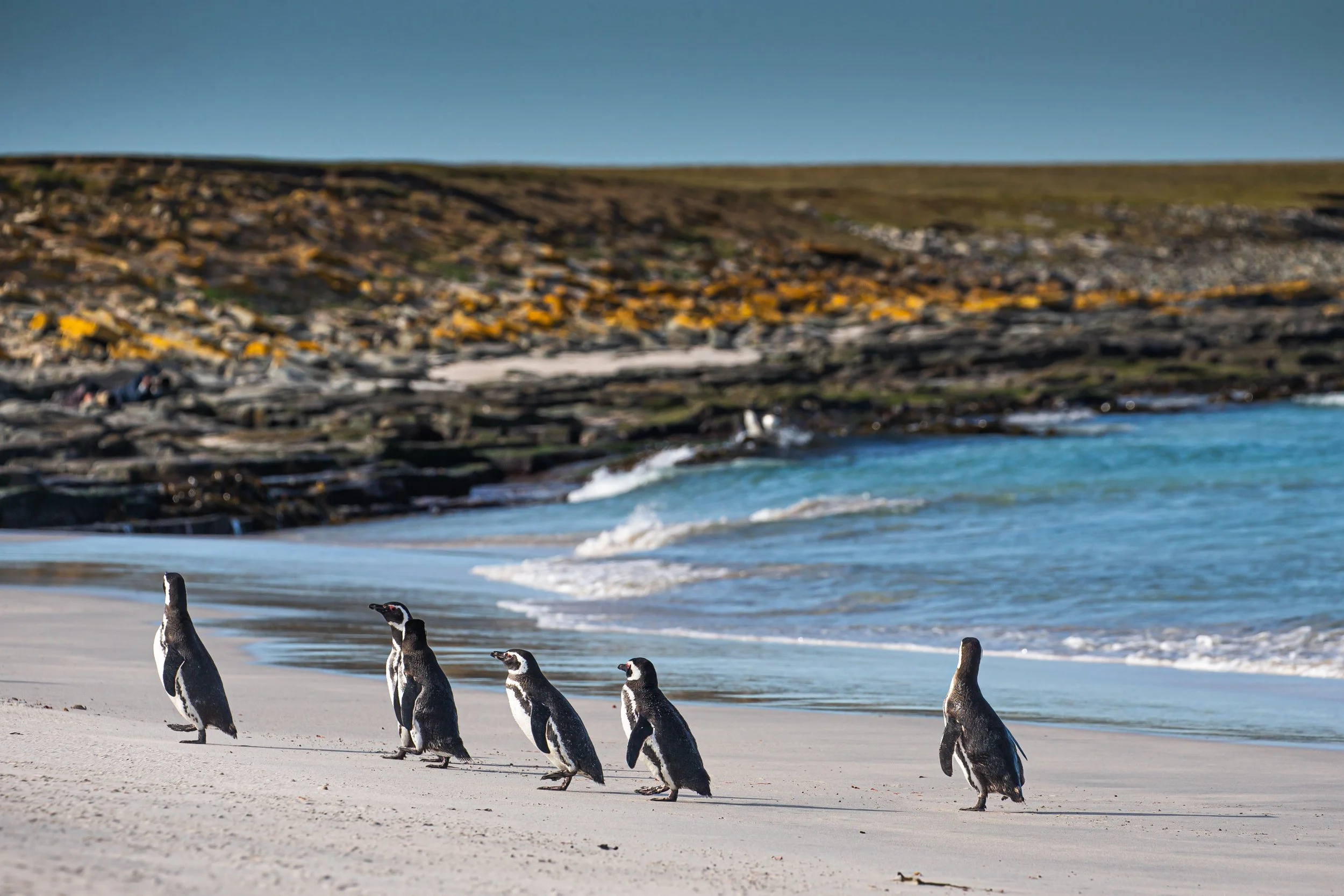 Falklands 8 (1616 of 2696).jpg