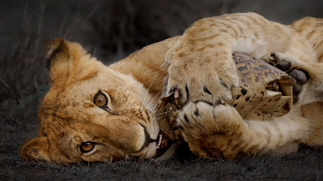 Massai Mara, Kenya  2011 14-6223-CR2edit2-3.jpg