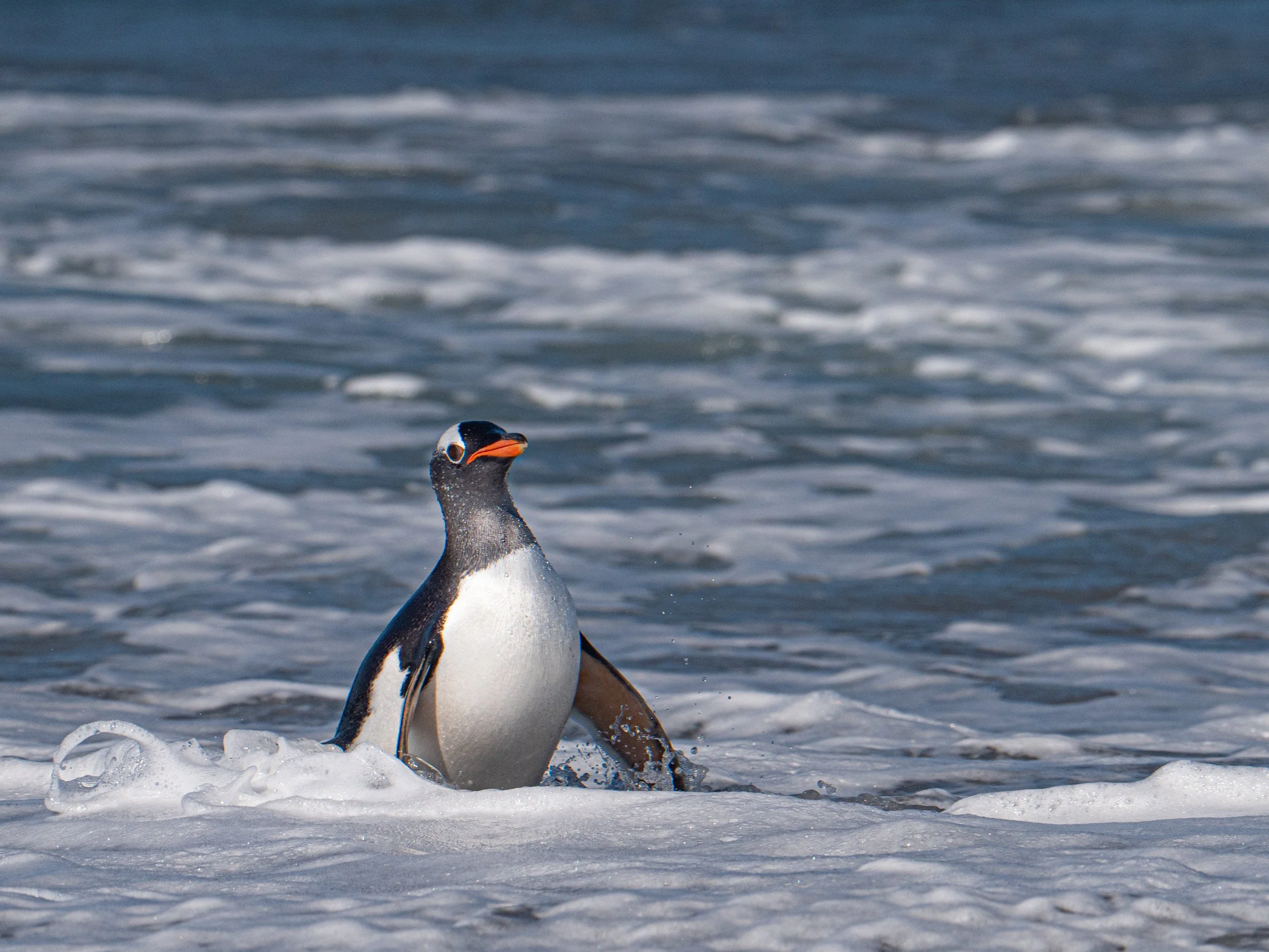 Lumix  4 (408 of 712).jpg