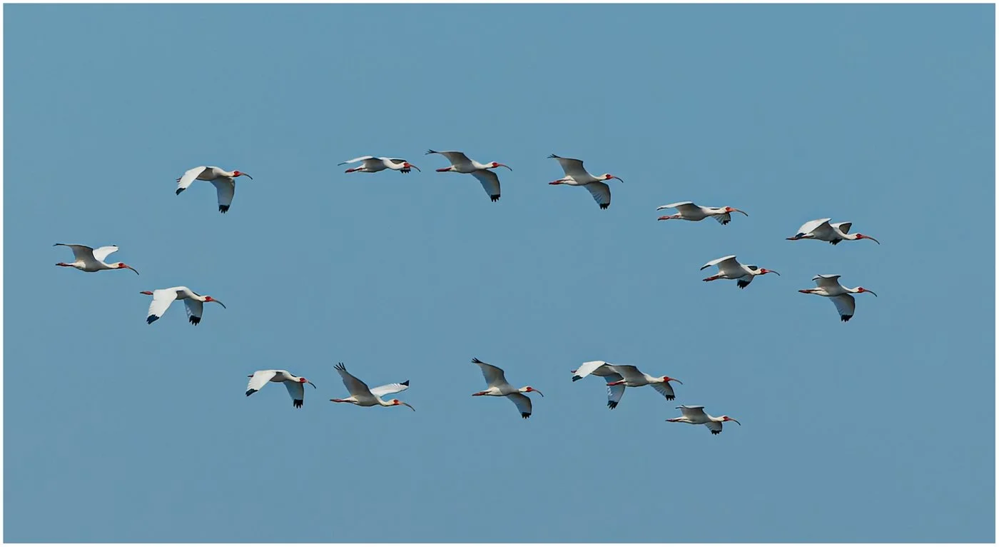 Viera Wetlands (891 of 777)-CR2-Edit.jpg