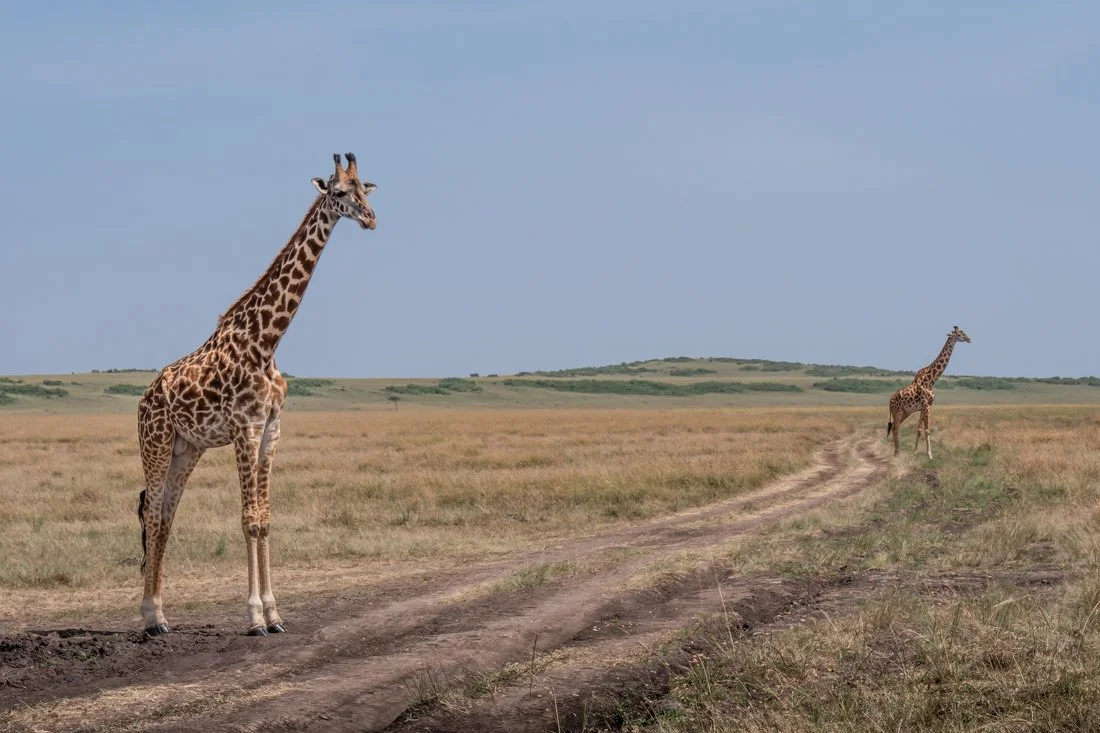 untitled (1292 of 6546).jpg