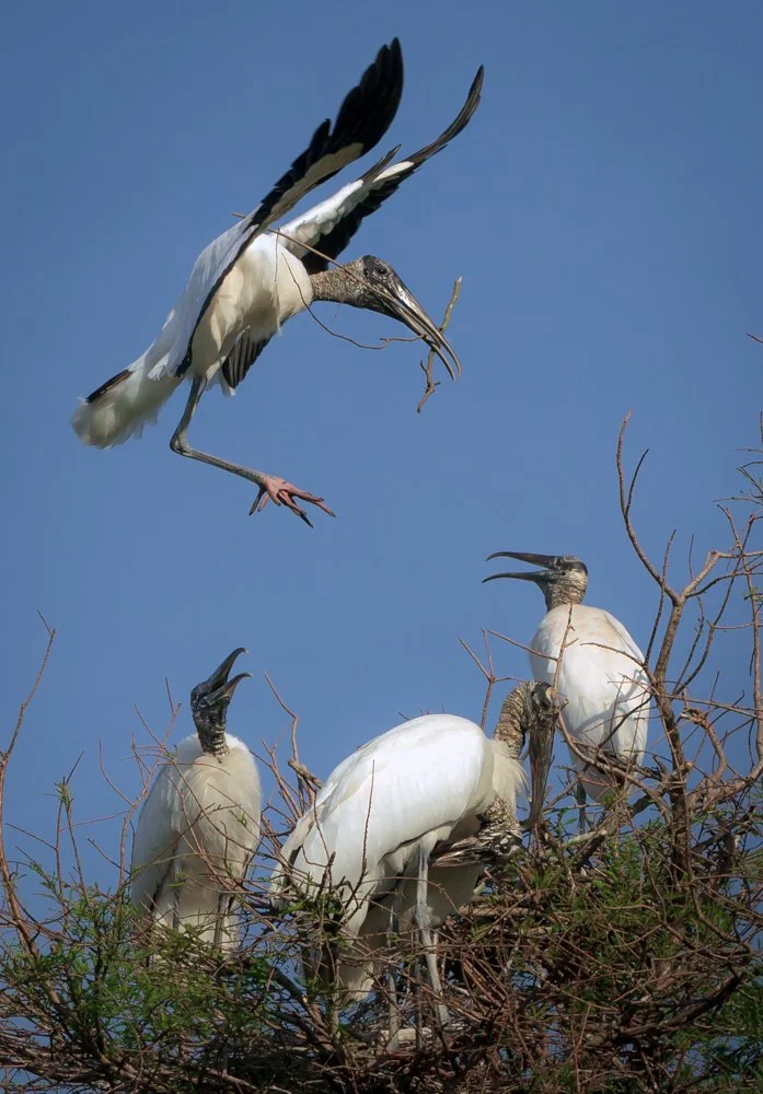 Wood Stork nesting.jpg