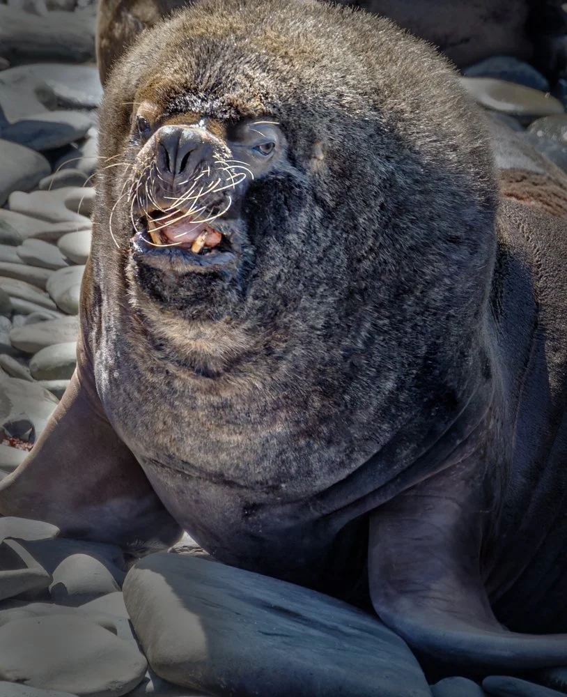 Falklands 9 (169 of 764)-DxO_DeepPRIME XD2s-Edit.jpg