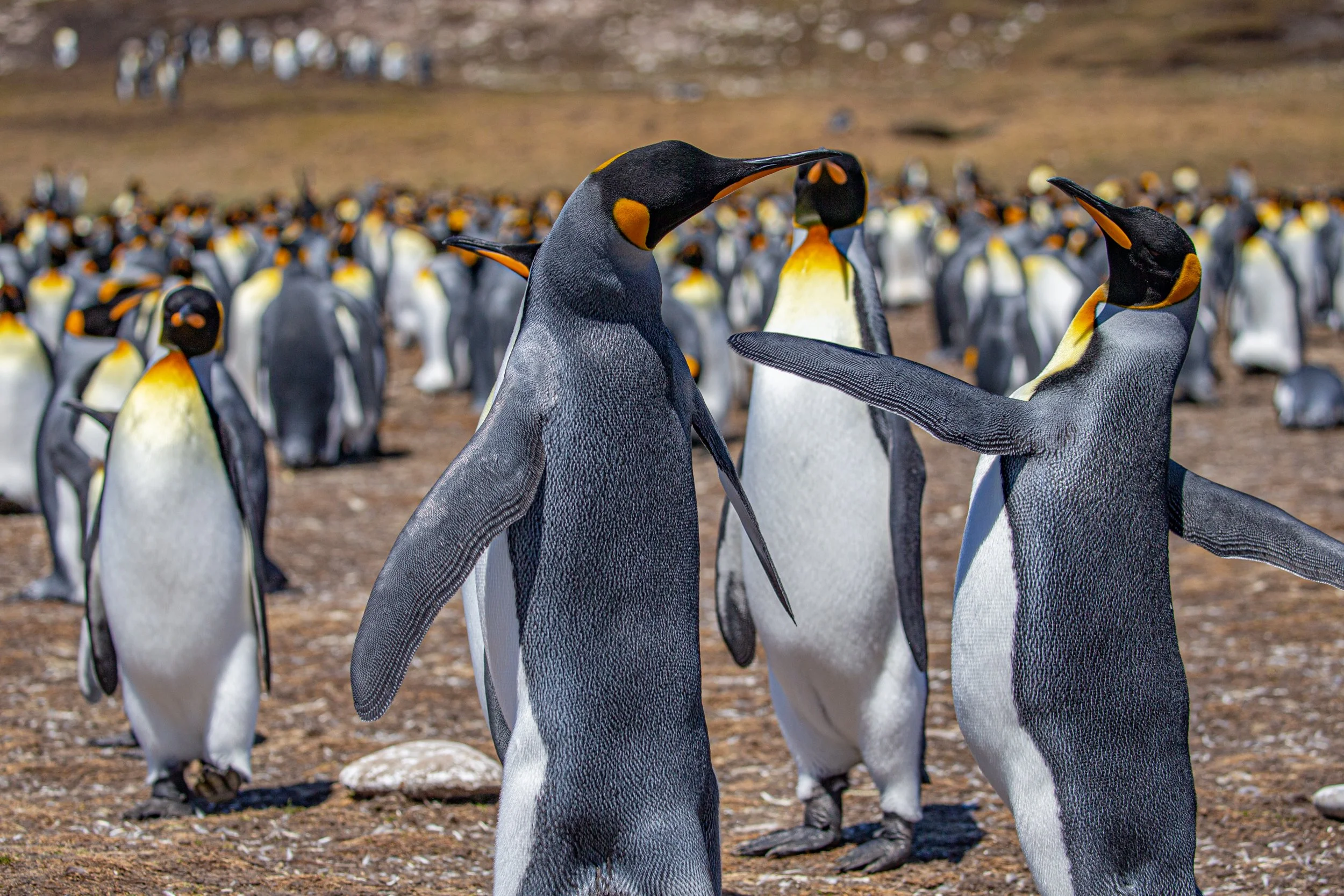 Falklands 10 (44 of 680).jpg