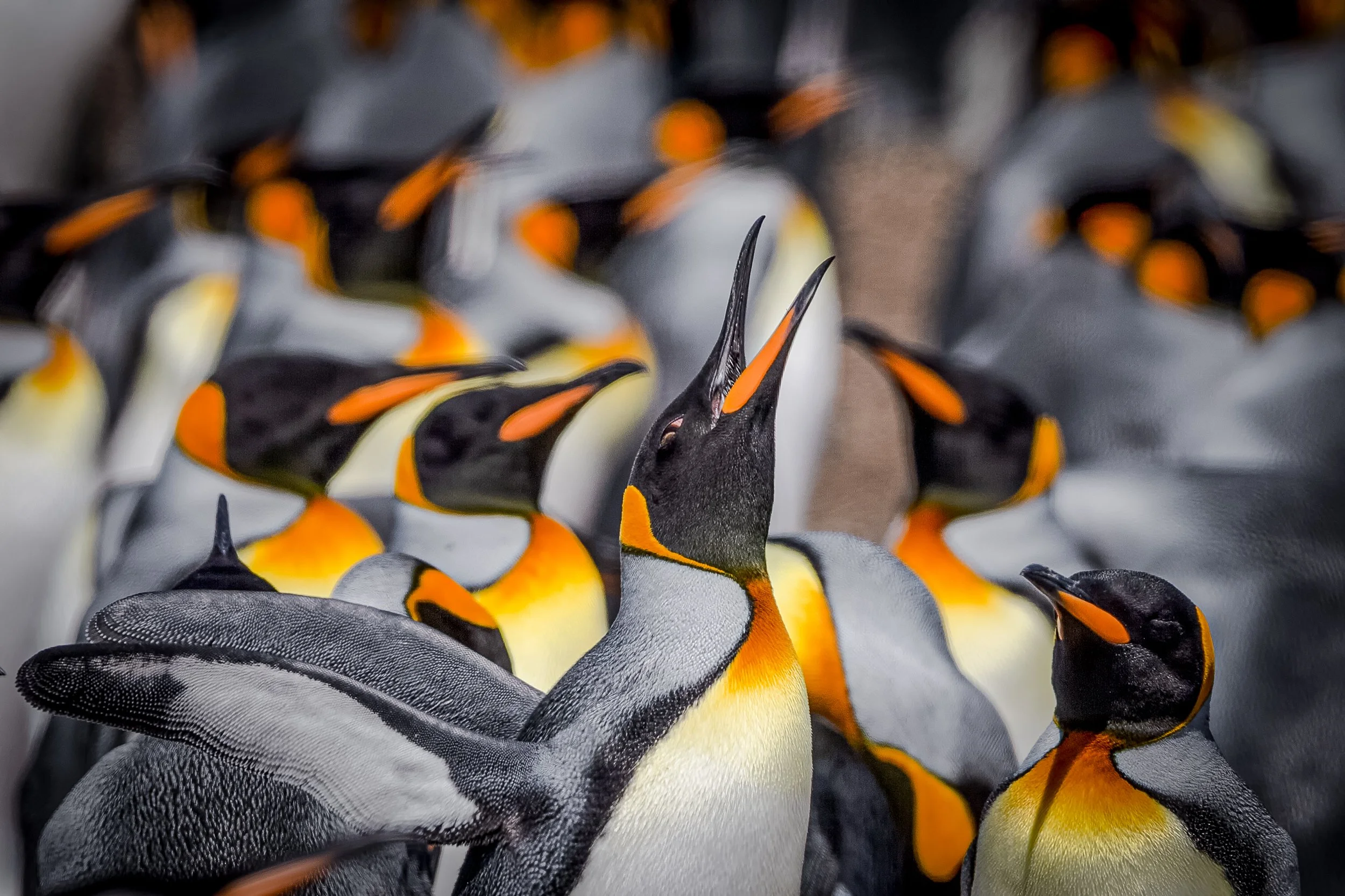 Falklands 10 (132 of 680)-Edit-Edit.jpg