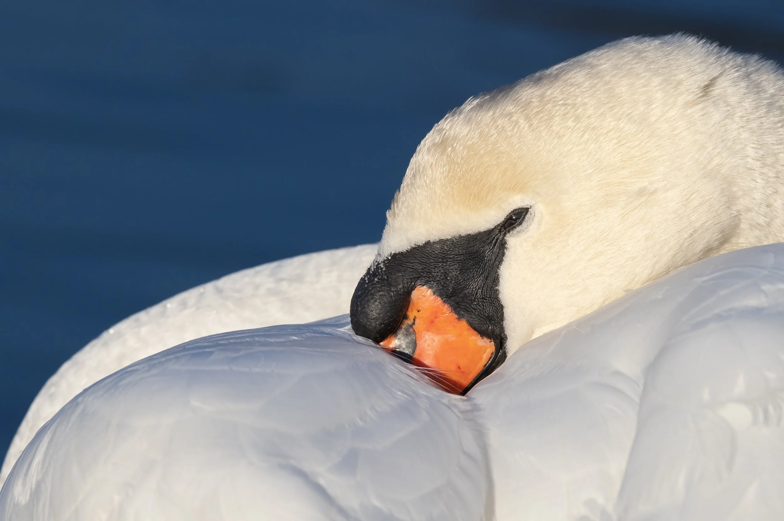 untitled (666 of 813)-Edit2-Edit.jpg