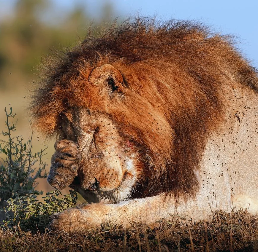 Massai Mara, Kenya  2011 14-1127-Rev2DxO_DeepPRIME XD2s-2.jpg