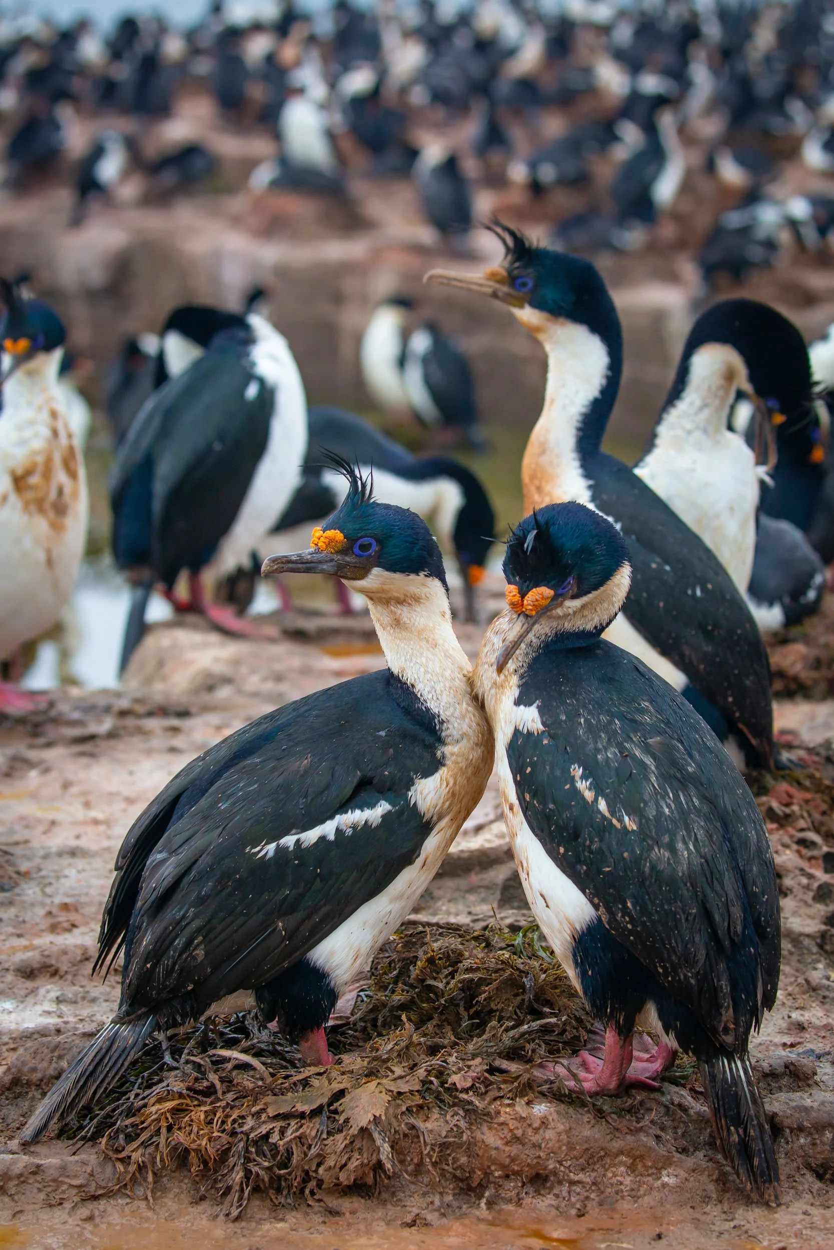 Falklands 8 (1115 of 2696).jpg