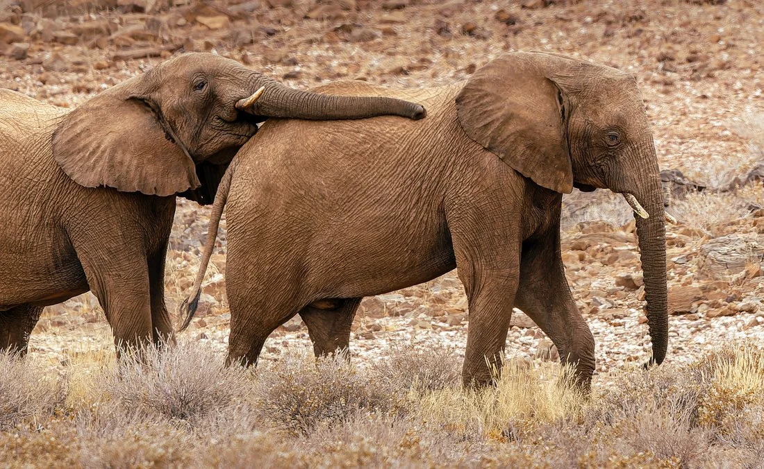 Namibia 10 (122 of 213)-CR2-Edit.jpg