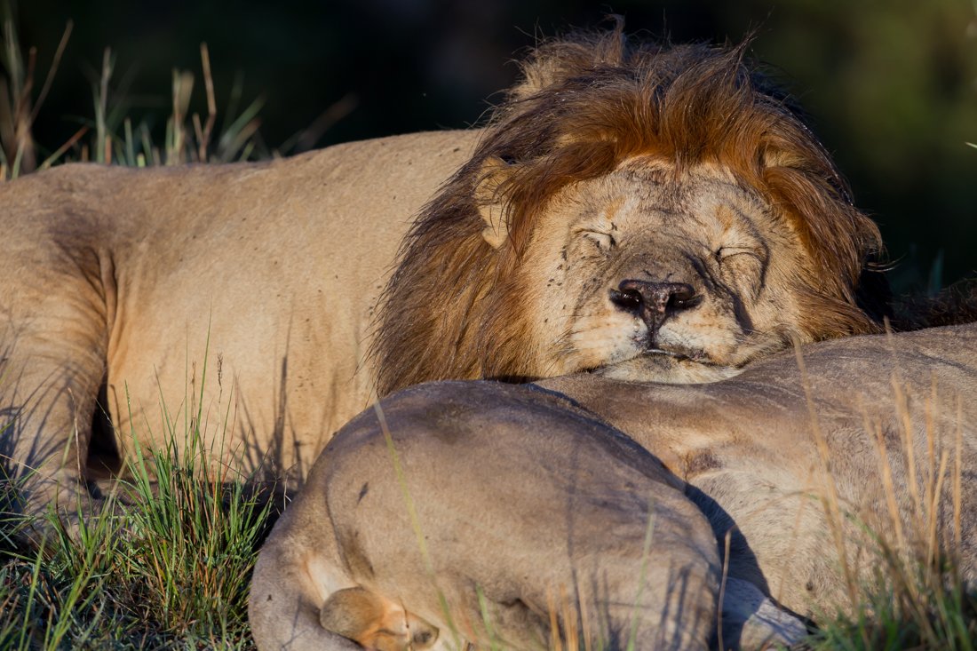 Massai Mara, Kenya  2011 14-1982.jpg