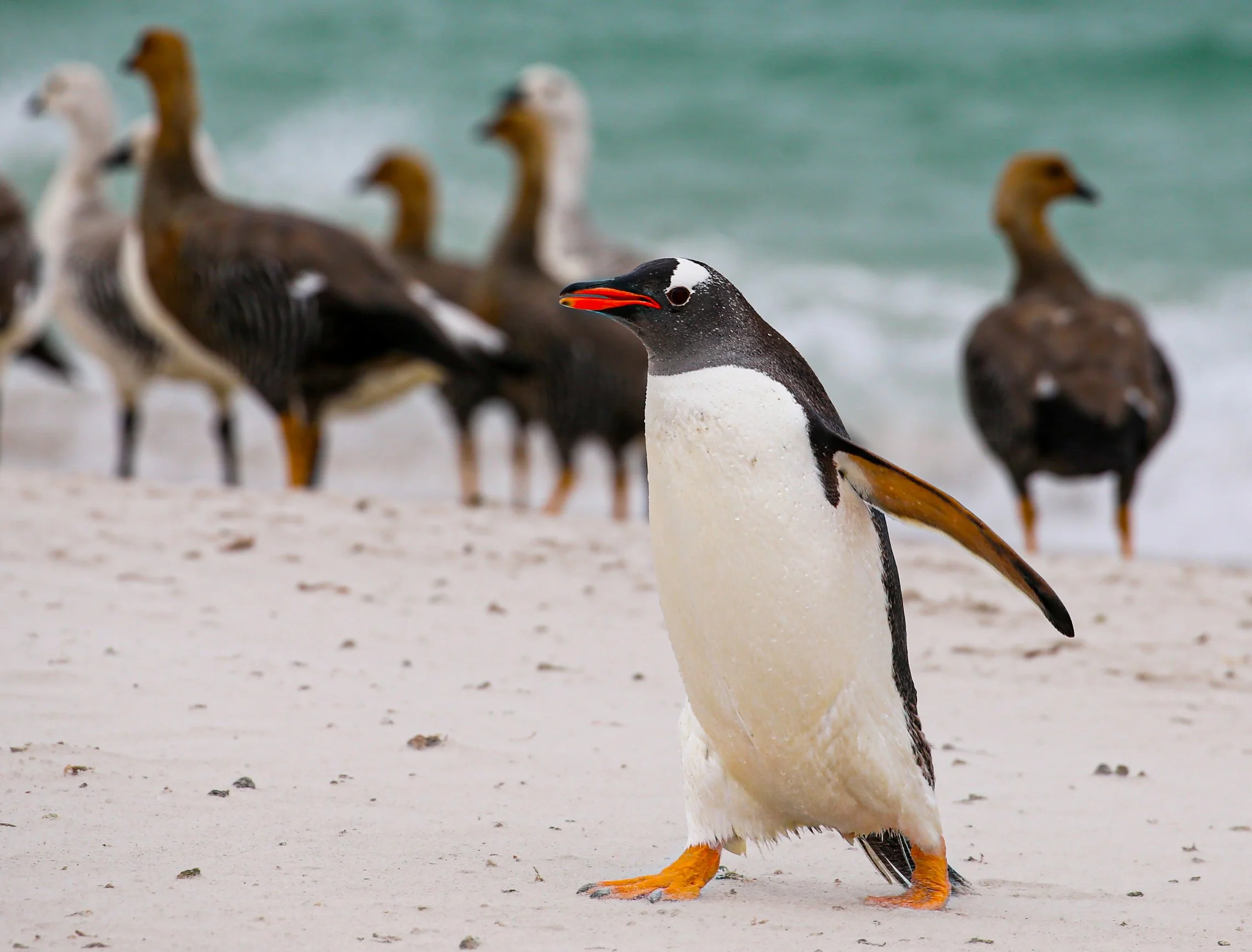 Falklands 3 (652 of 1118).jpg