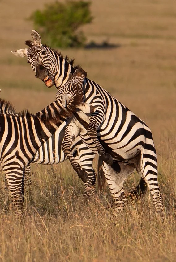 untitled (5474 of 6546).jpg