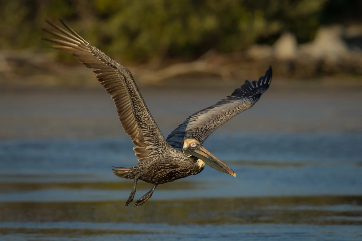 Florida Birds (3077 of 1465).jpg