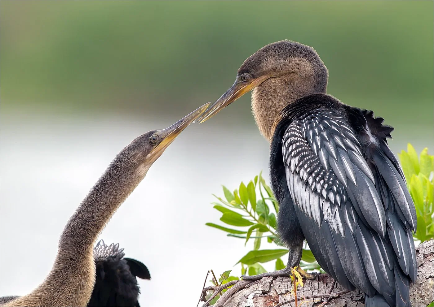 Florida 1-Edit-2-small.jpg