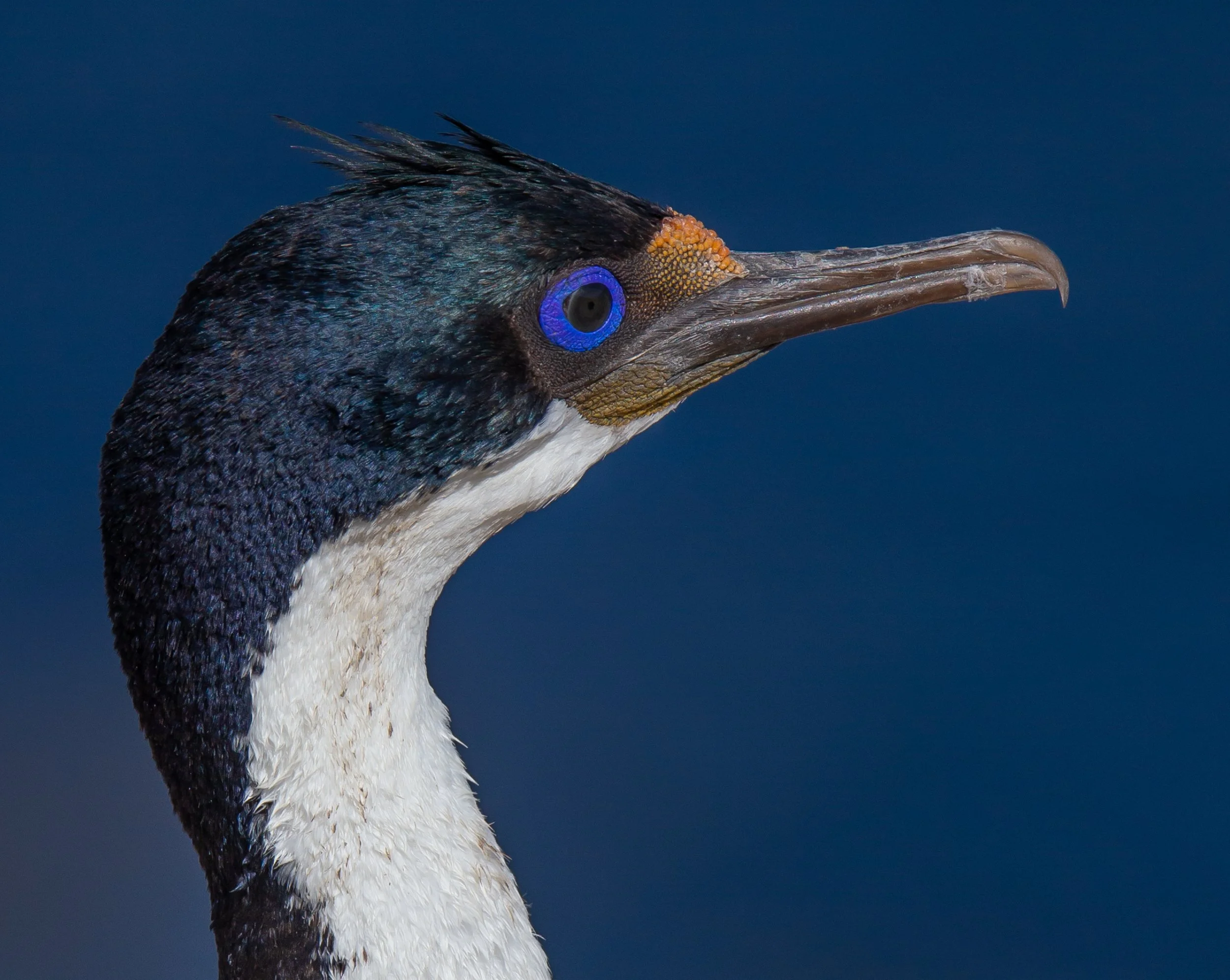 Falklands 1 (559 of 944).jpg