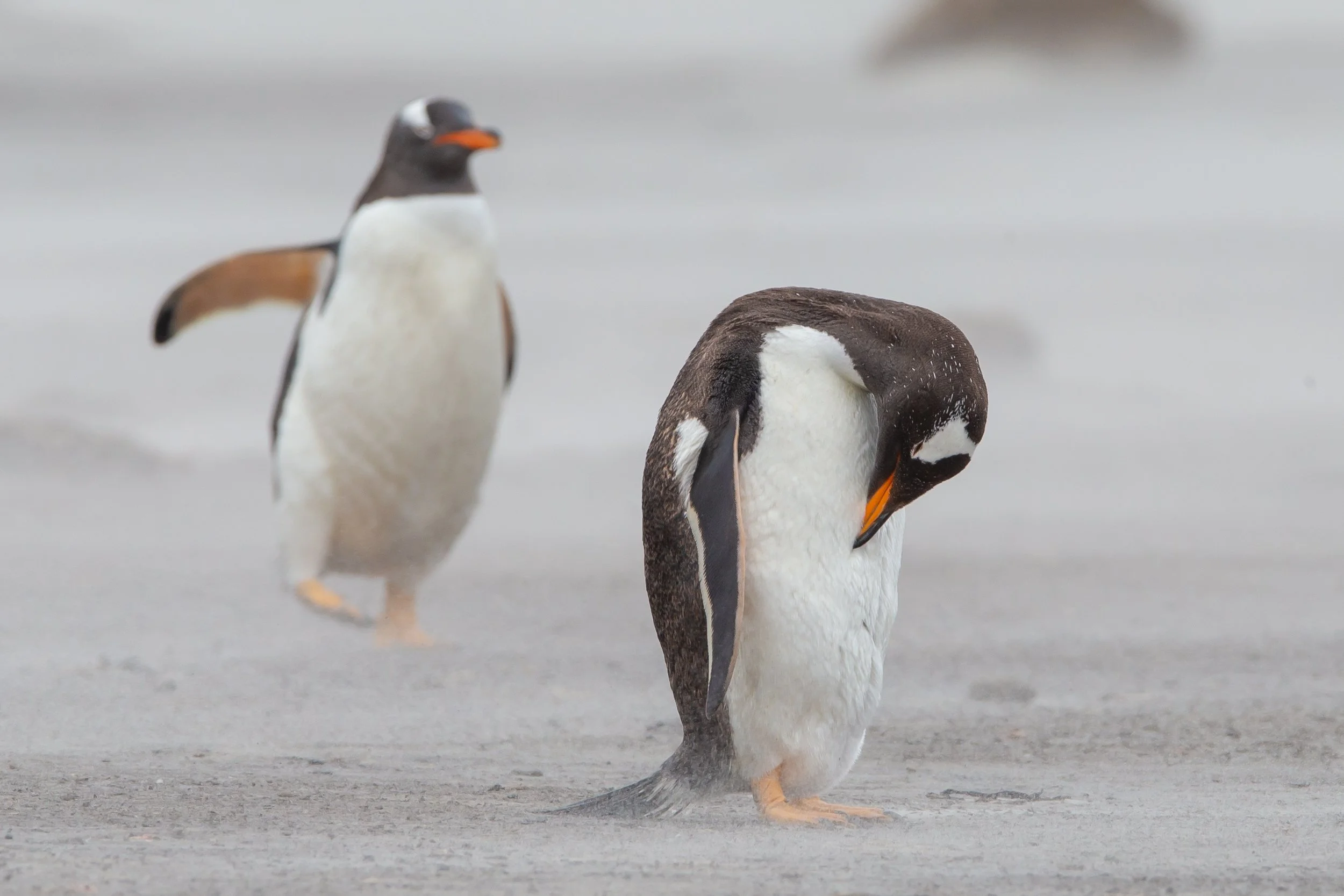 Falklands 6 (262 of 664).jpg