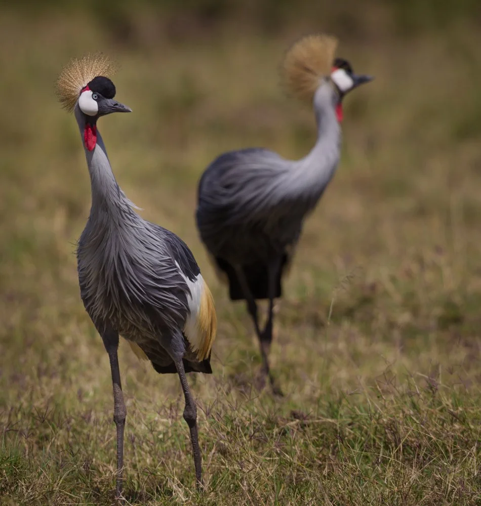 Massai Mara, Kenya  2011 14-103.jpg
