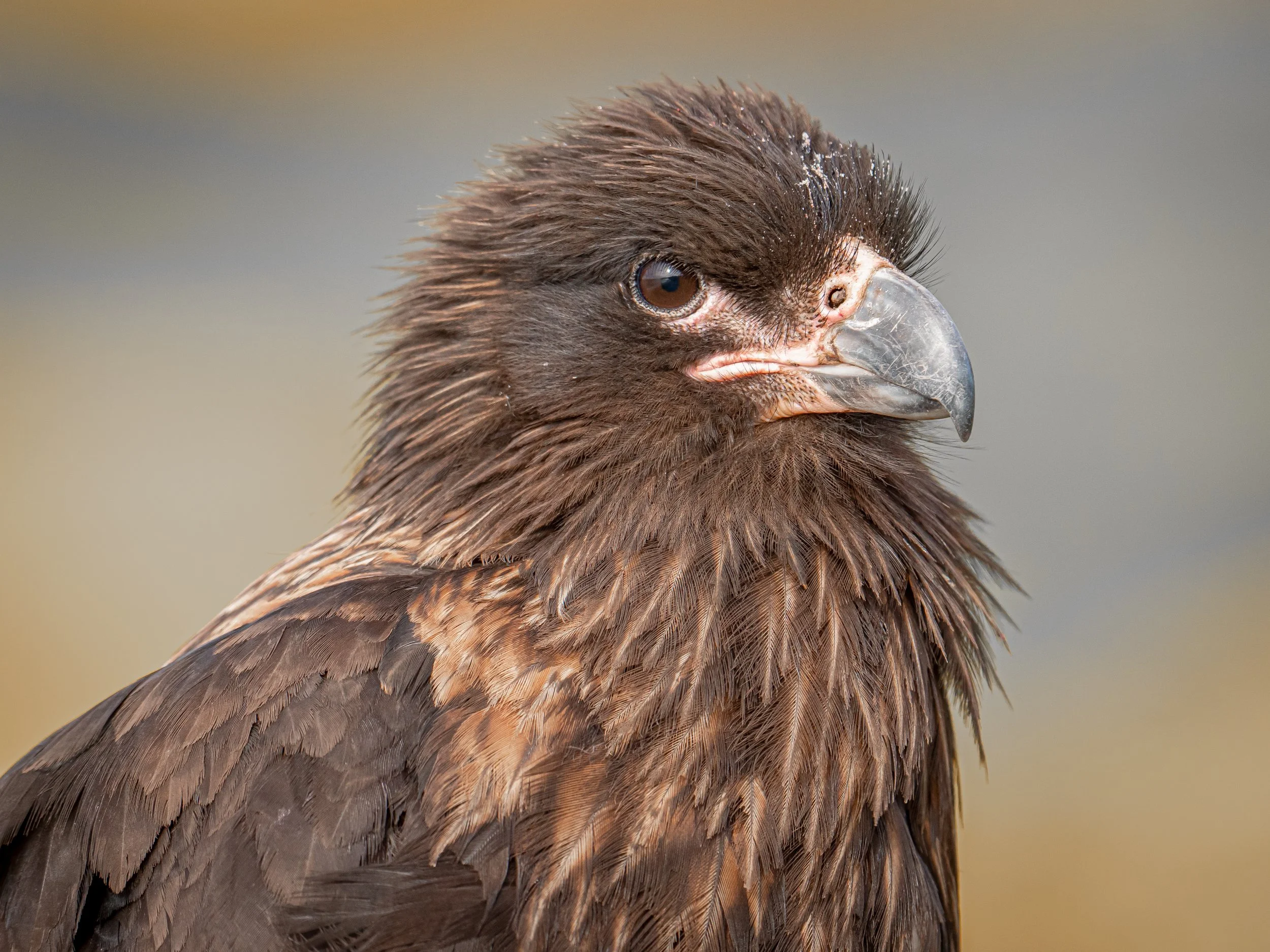 Falklands 2 (1383 of 1584).jpg