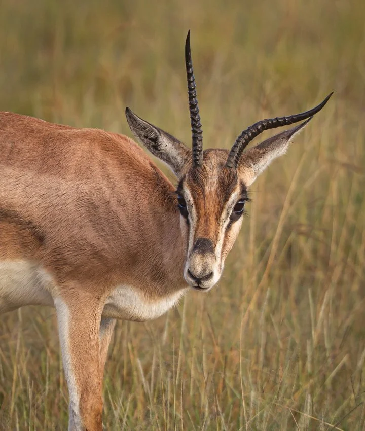 Thomsons Gazelle