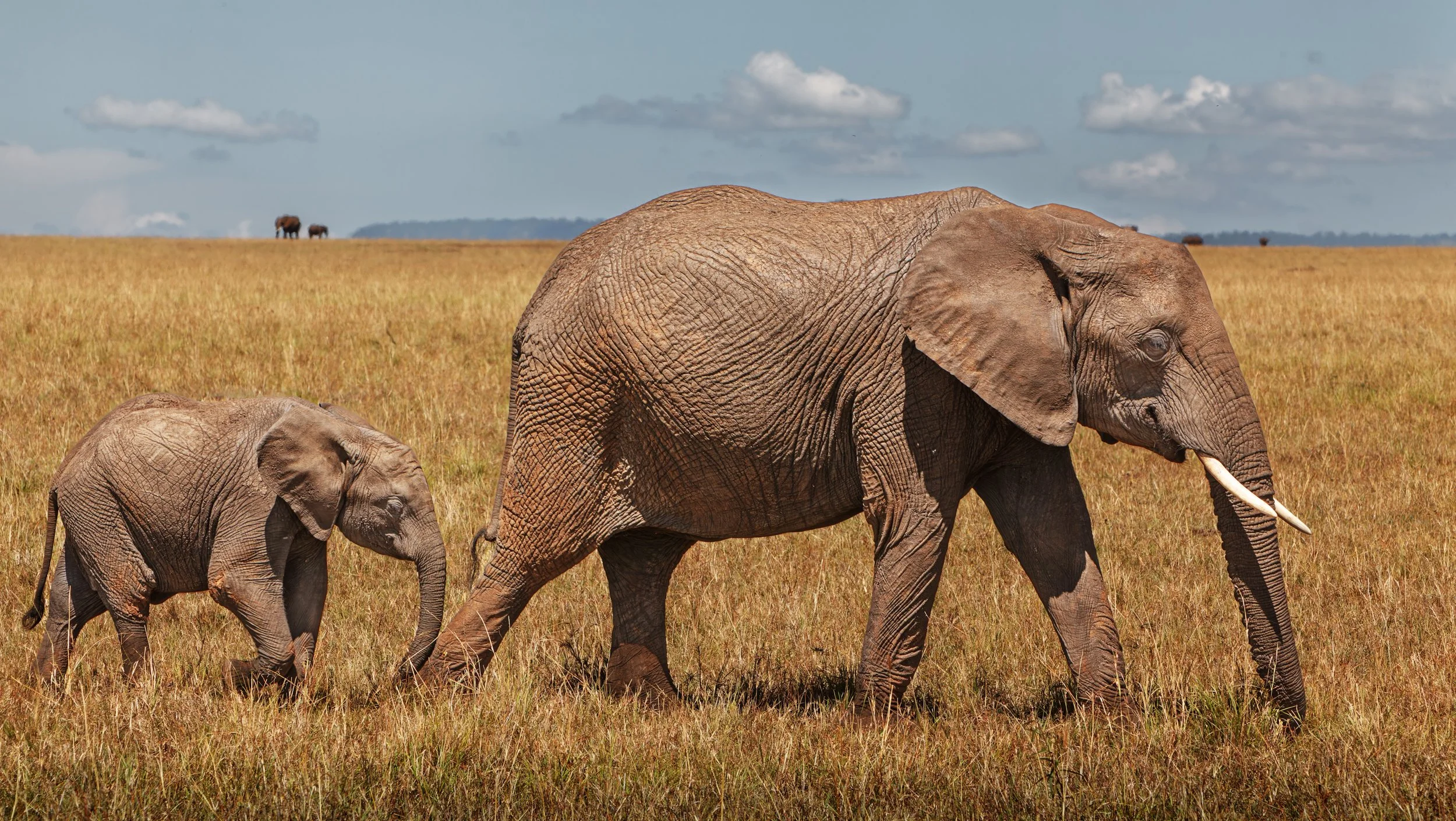 Massai Mara, Kenya  2011 14-1871-DxO_DeepPRIME XD2s-Edit.jpg