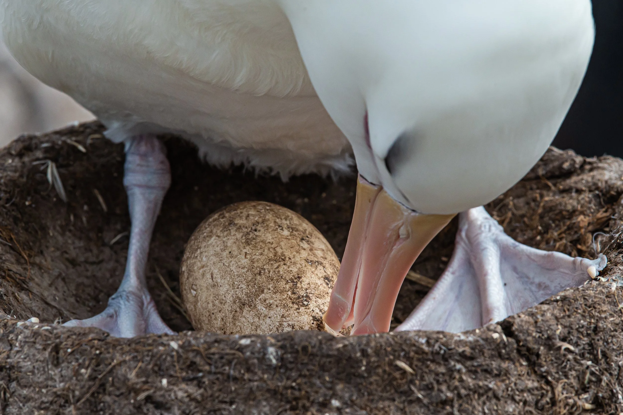 Falklands 2 (767 of 1584).jpg