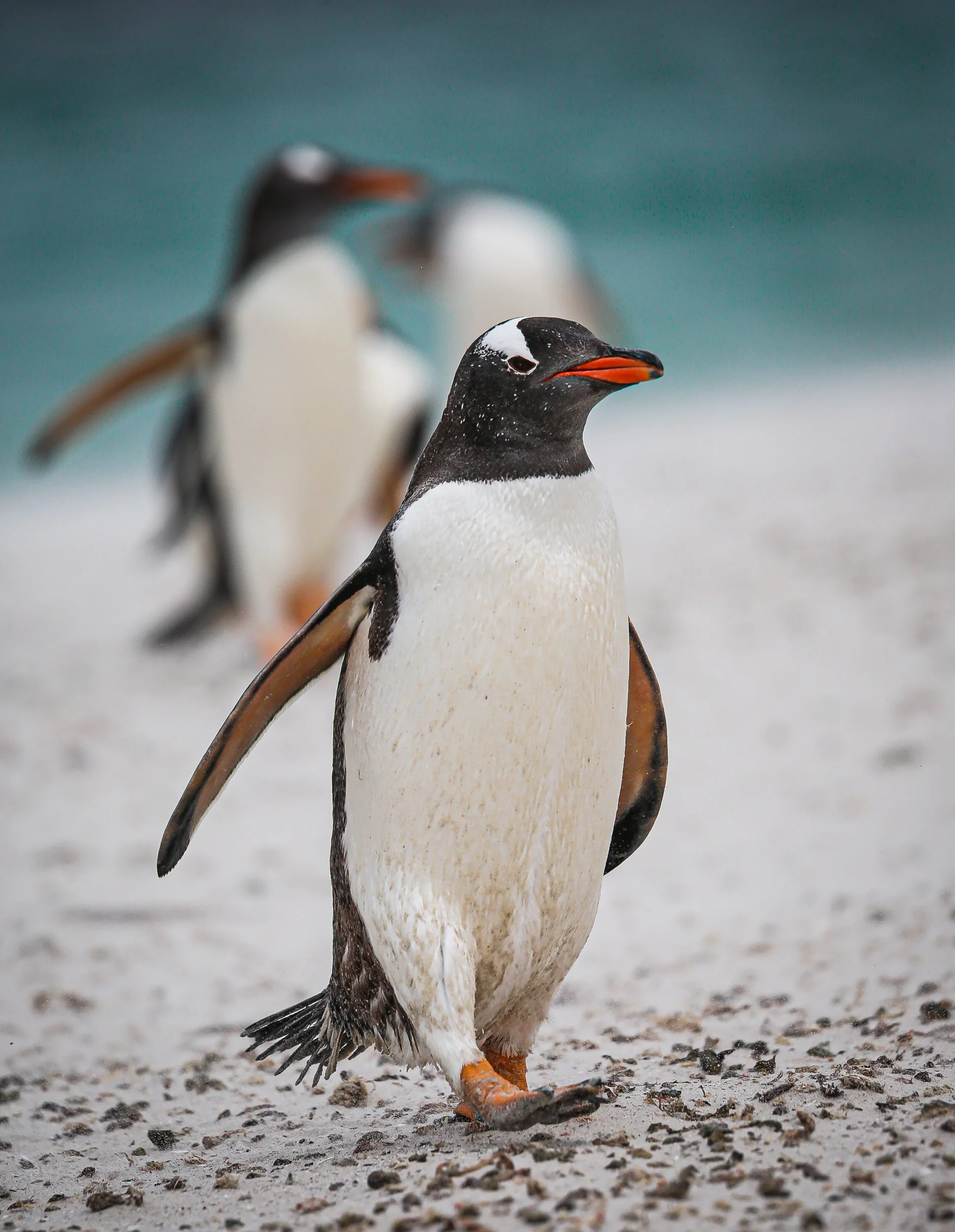 Falklands 3 (719 of 1118).jpg