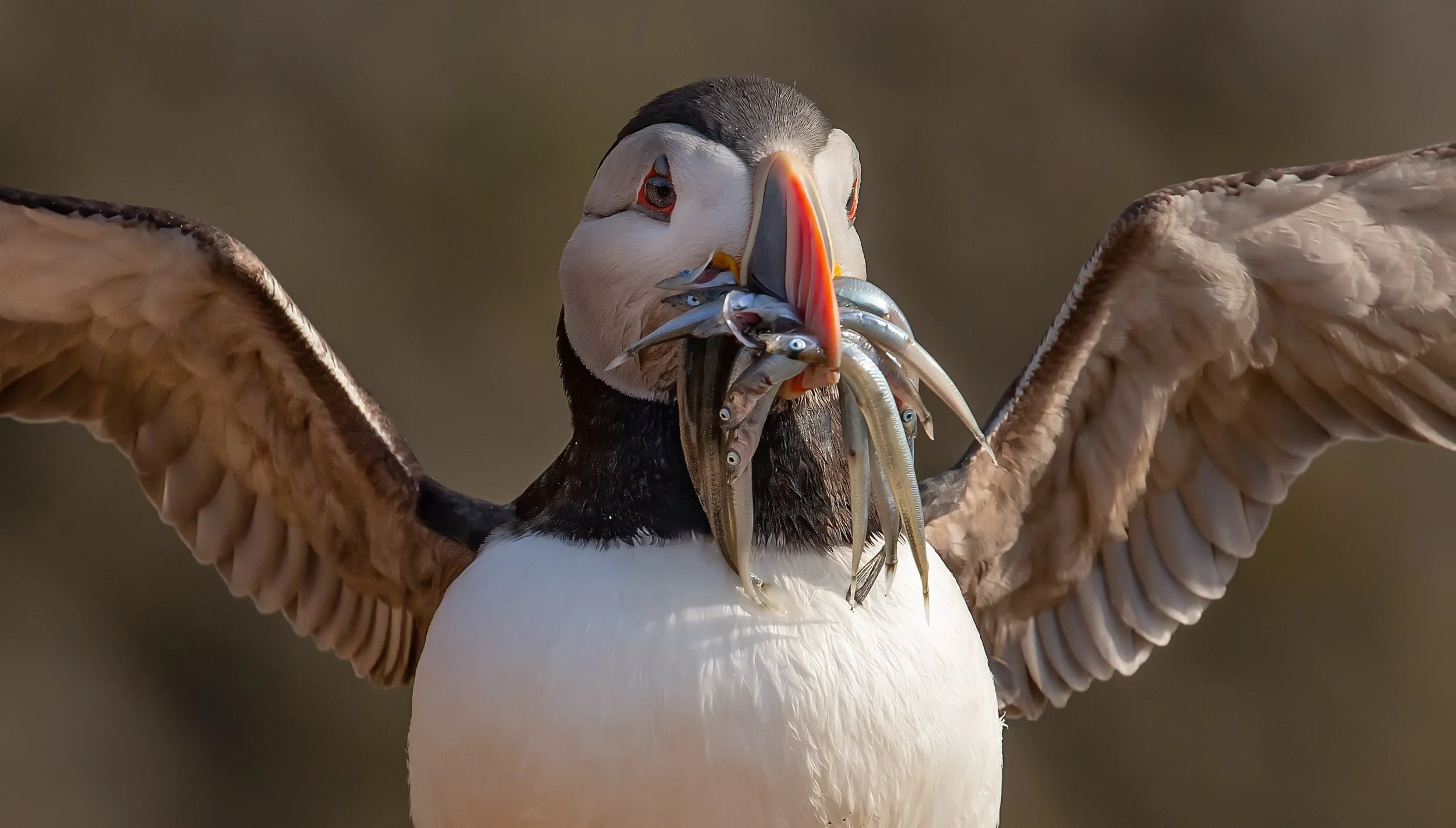 Skomer Island (93 of 103)-Edit-Edit.jpg