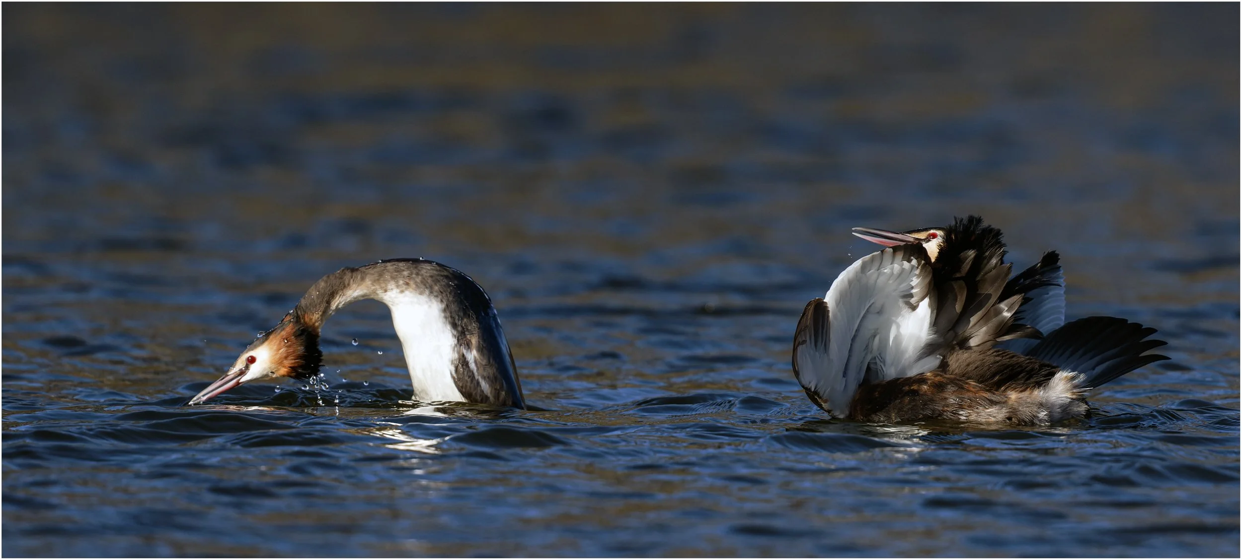 untitled (128 of 205)-CR3-Edit.jpg