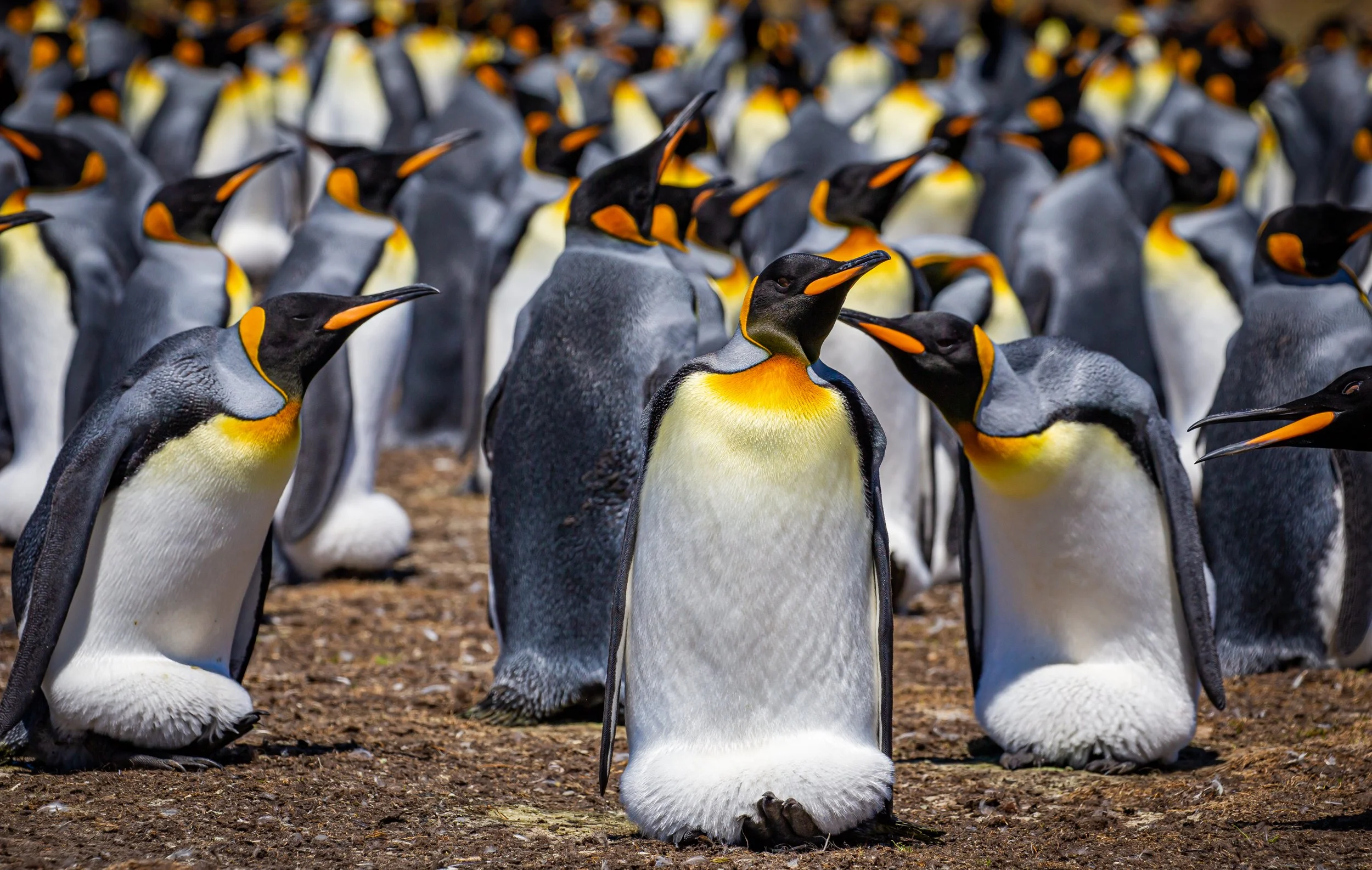 Falklands 10 (349 of 1273).jpg