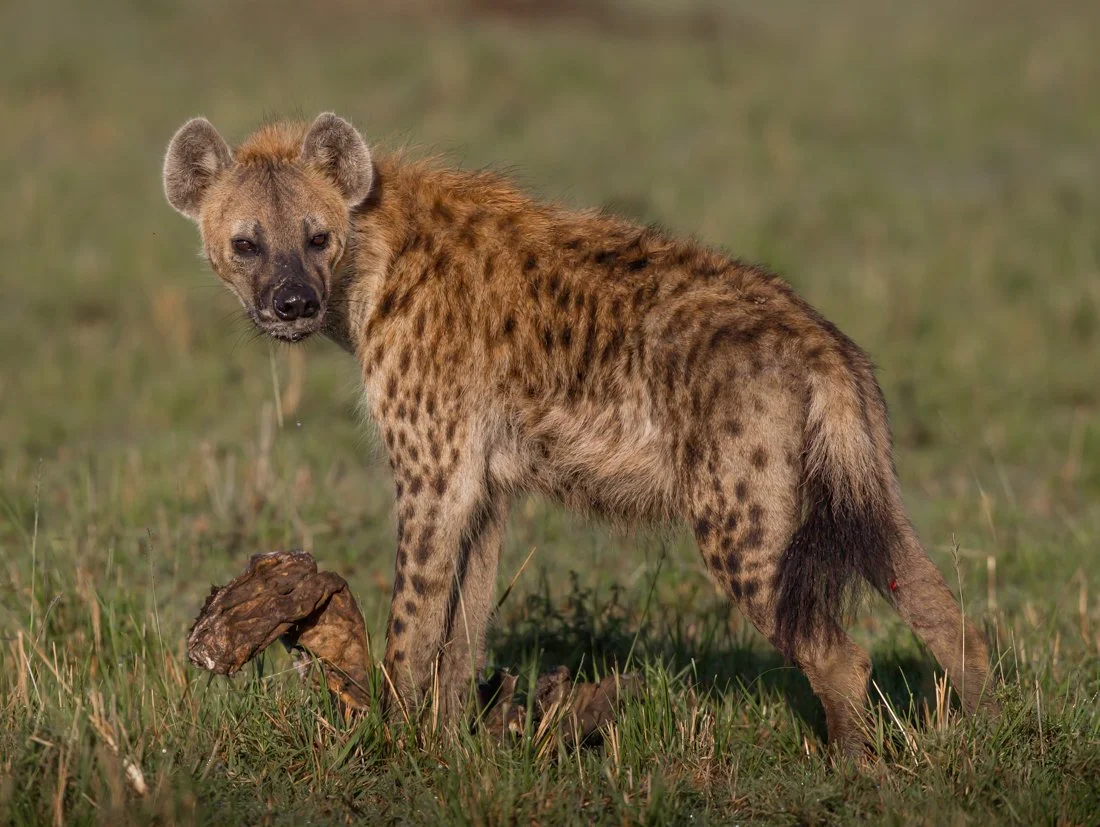 Massai Mara, Kenya  2011 14-2201.jpg