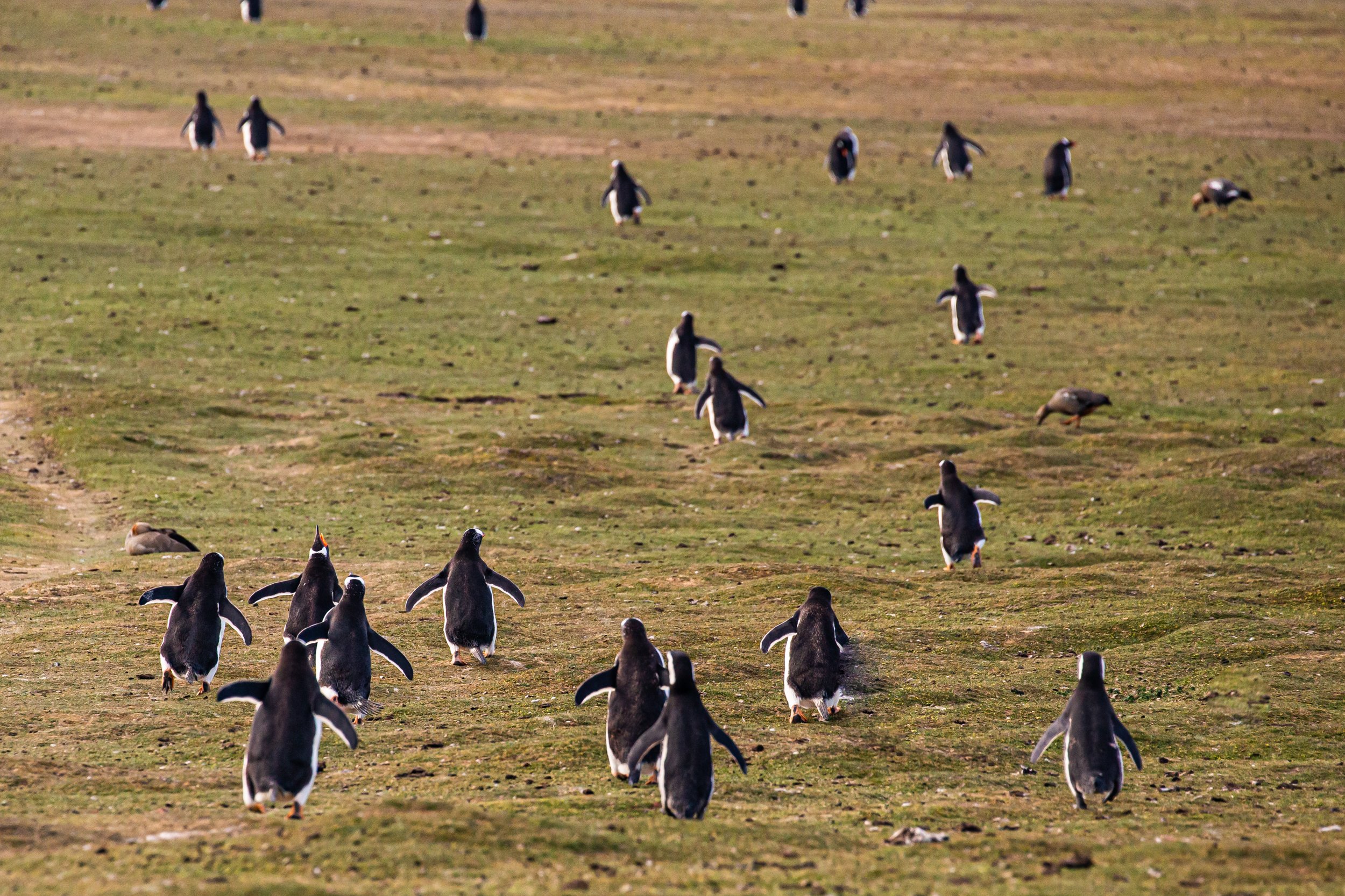 Falklands 8 (1845 of 2696).jpg