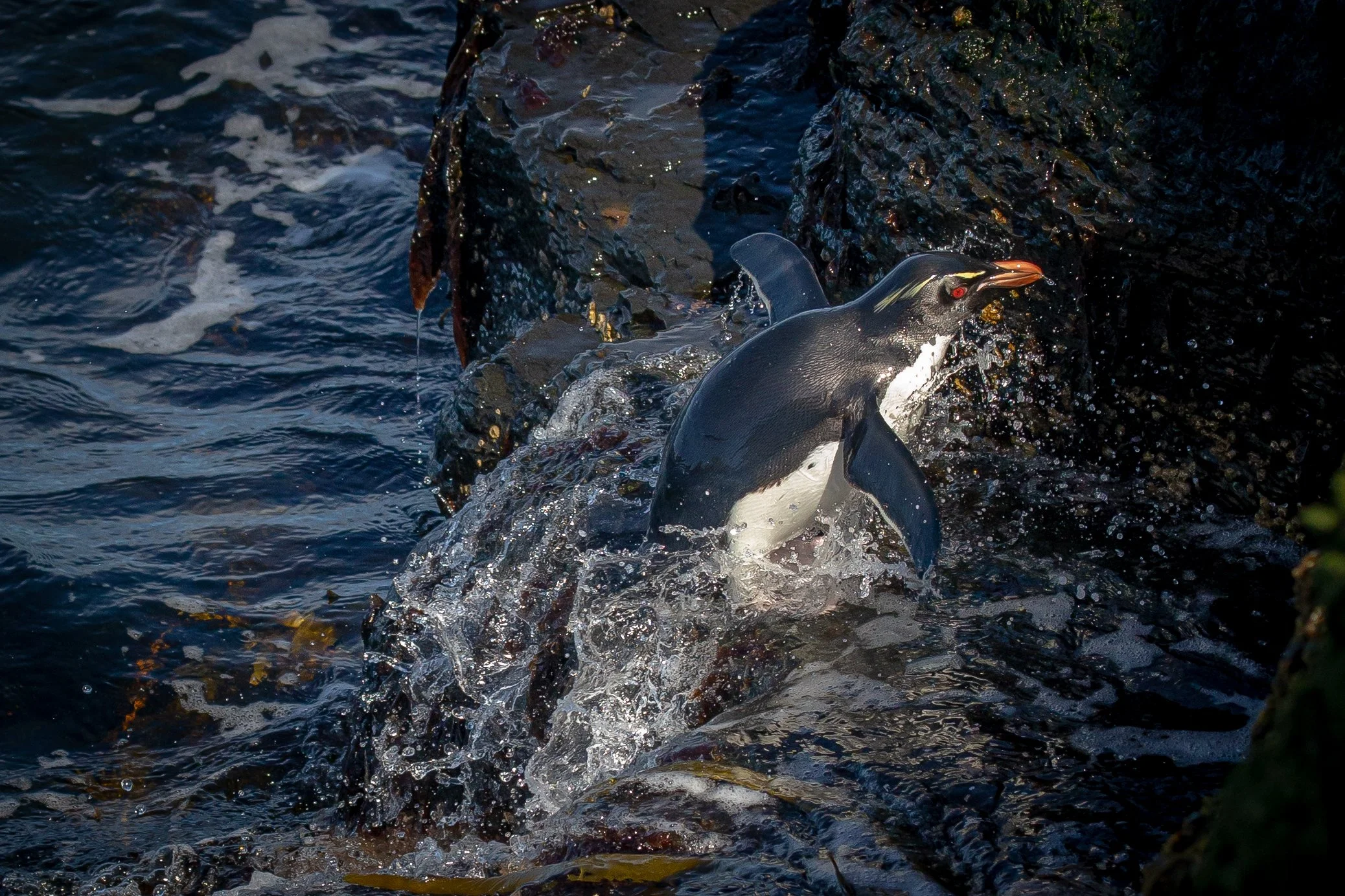 Falklands 8 (1546 of 2696).jpg