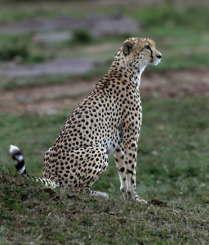 Massai Mara, Kenya  2011 14-2953-DxO_DeepPRIME XD2s-Edit.jpg
