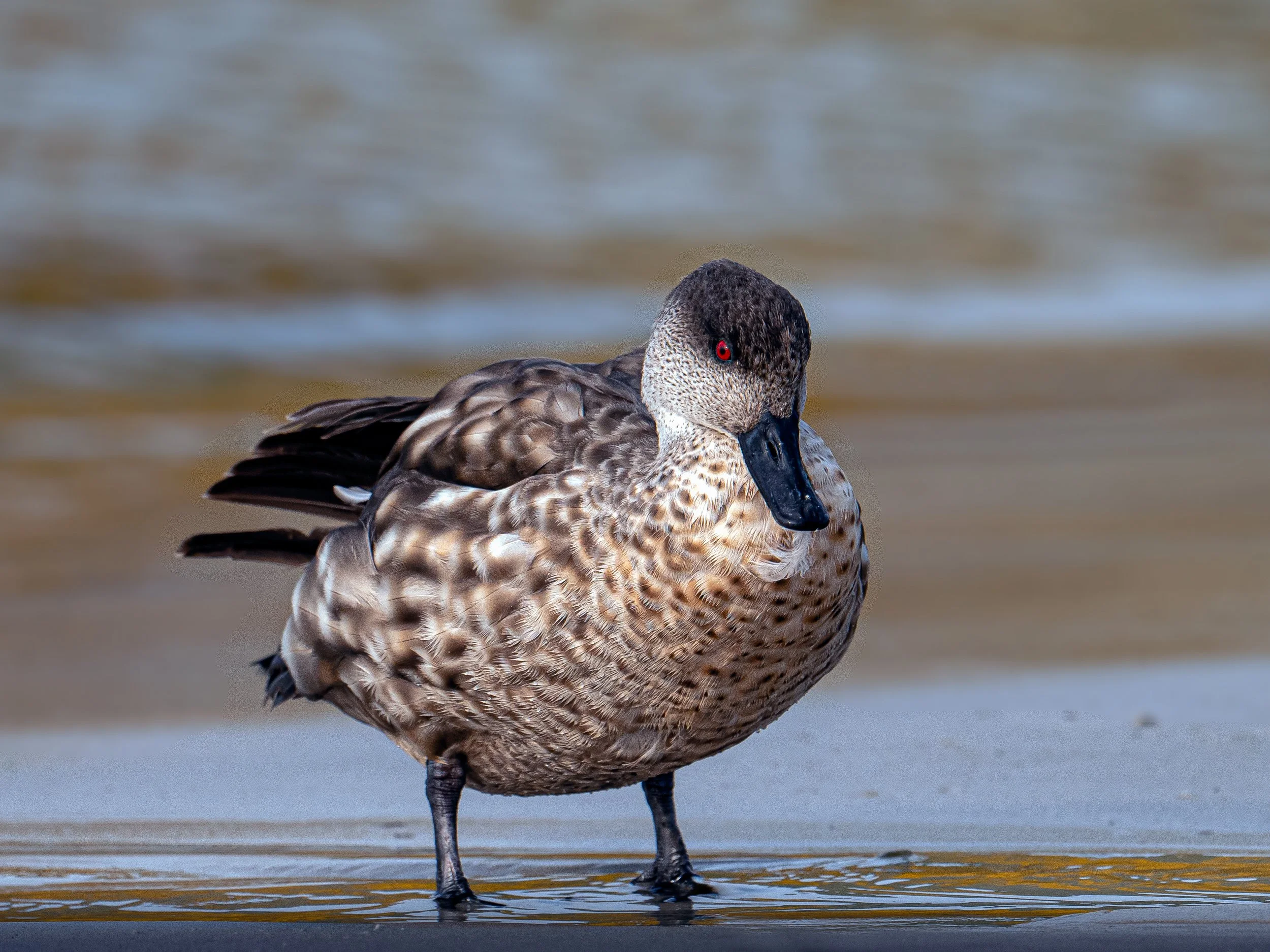 Falklands 2 (1132 of 1584)-Edit.jpg