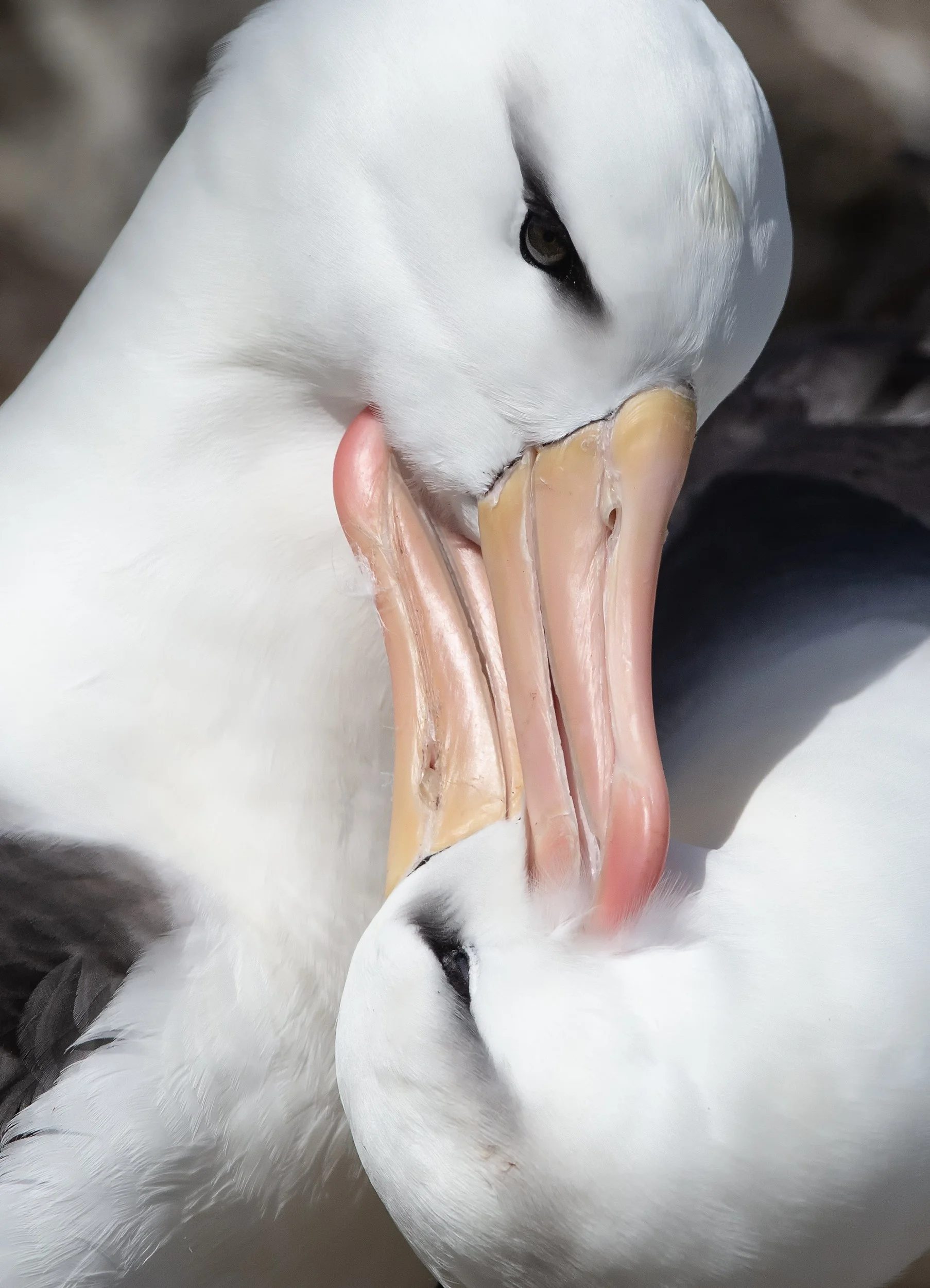 Falklands 2 (242 of 1584)-Edit-Edit.jpg