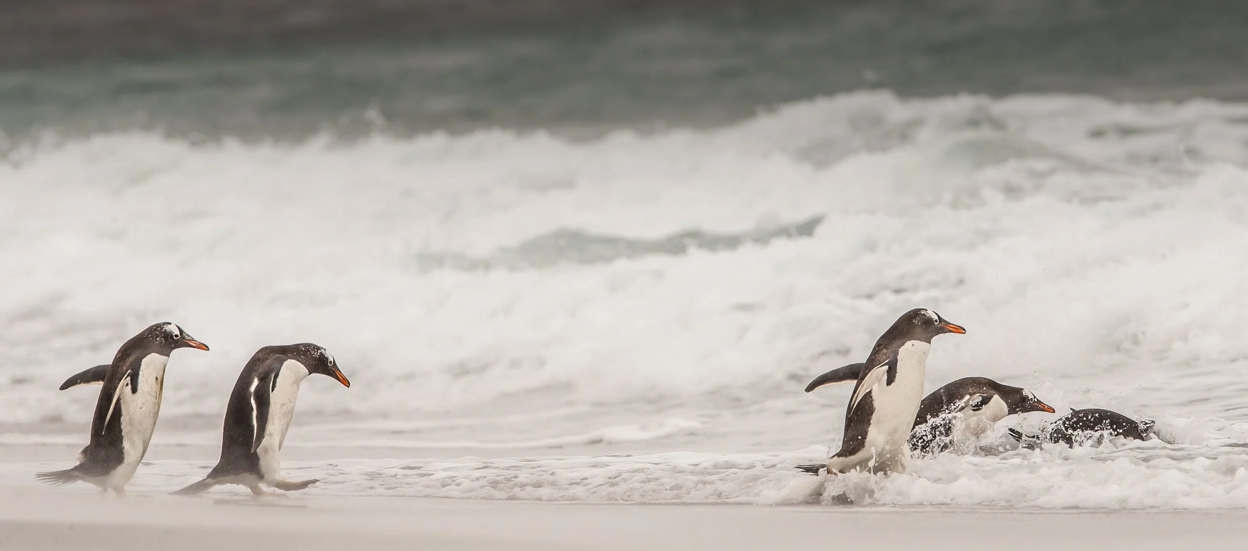 Falklands 6 (356 of 664).jpg