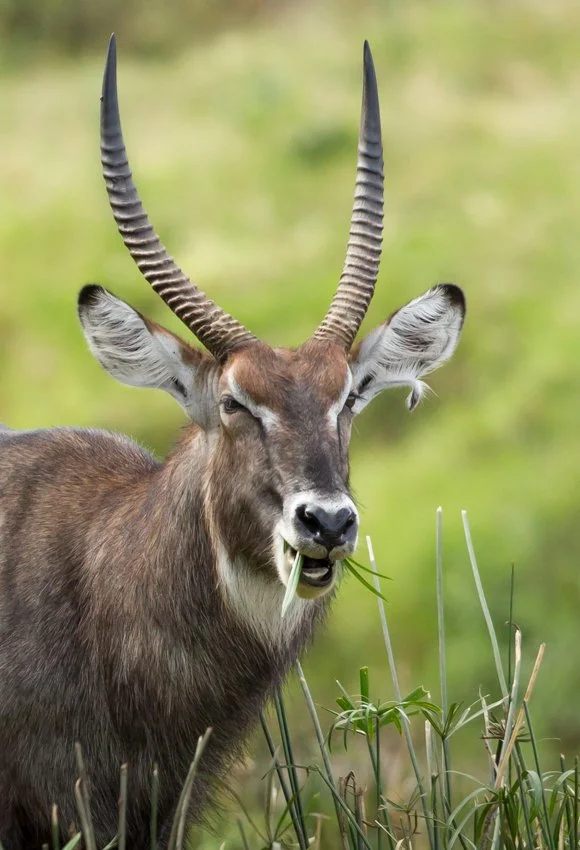 Common Waterbuck