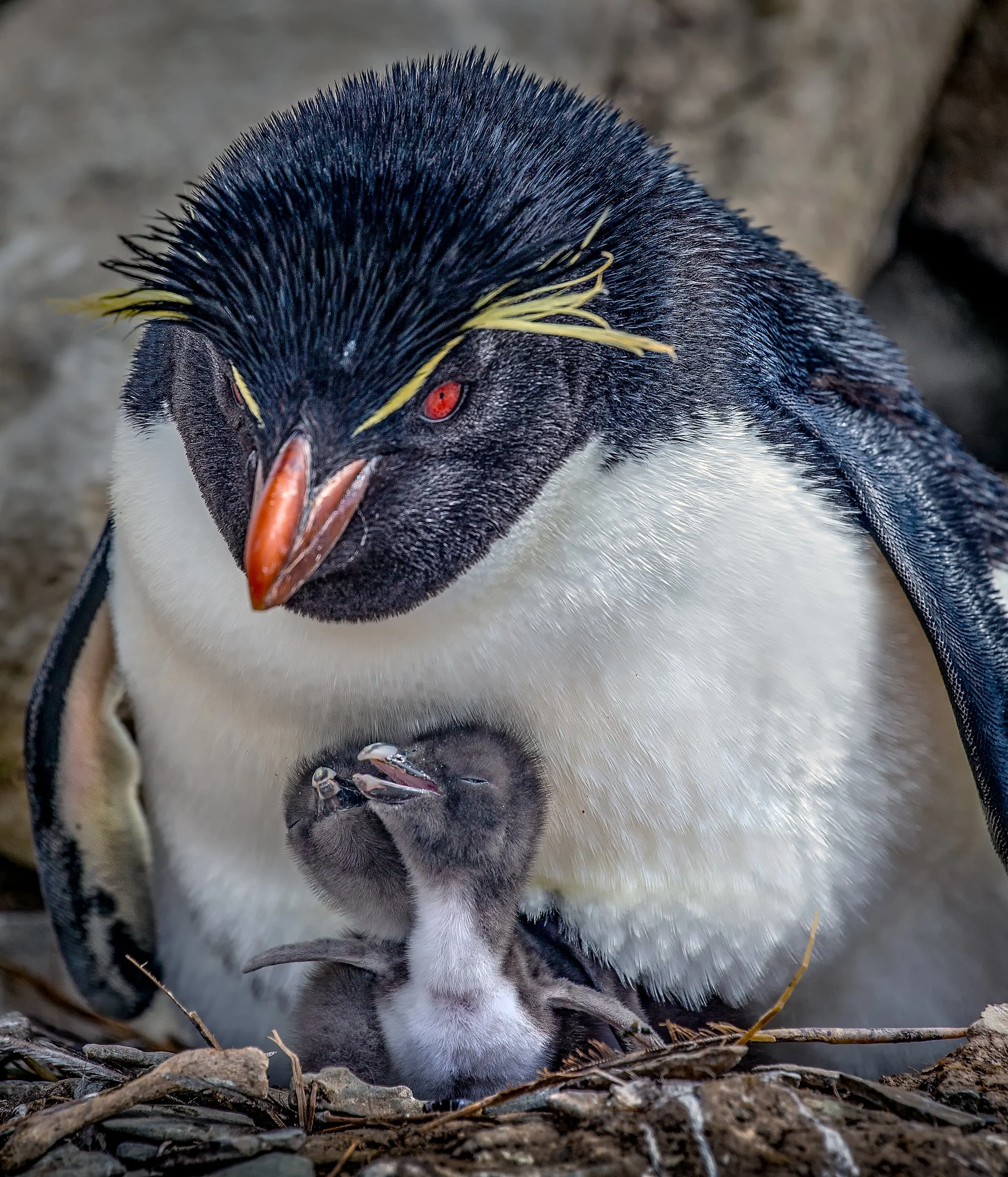 Falklands 6 (632 of 664)-Edit-Edit-Edit.jpg