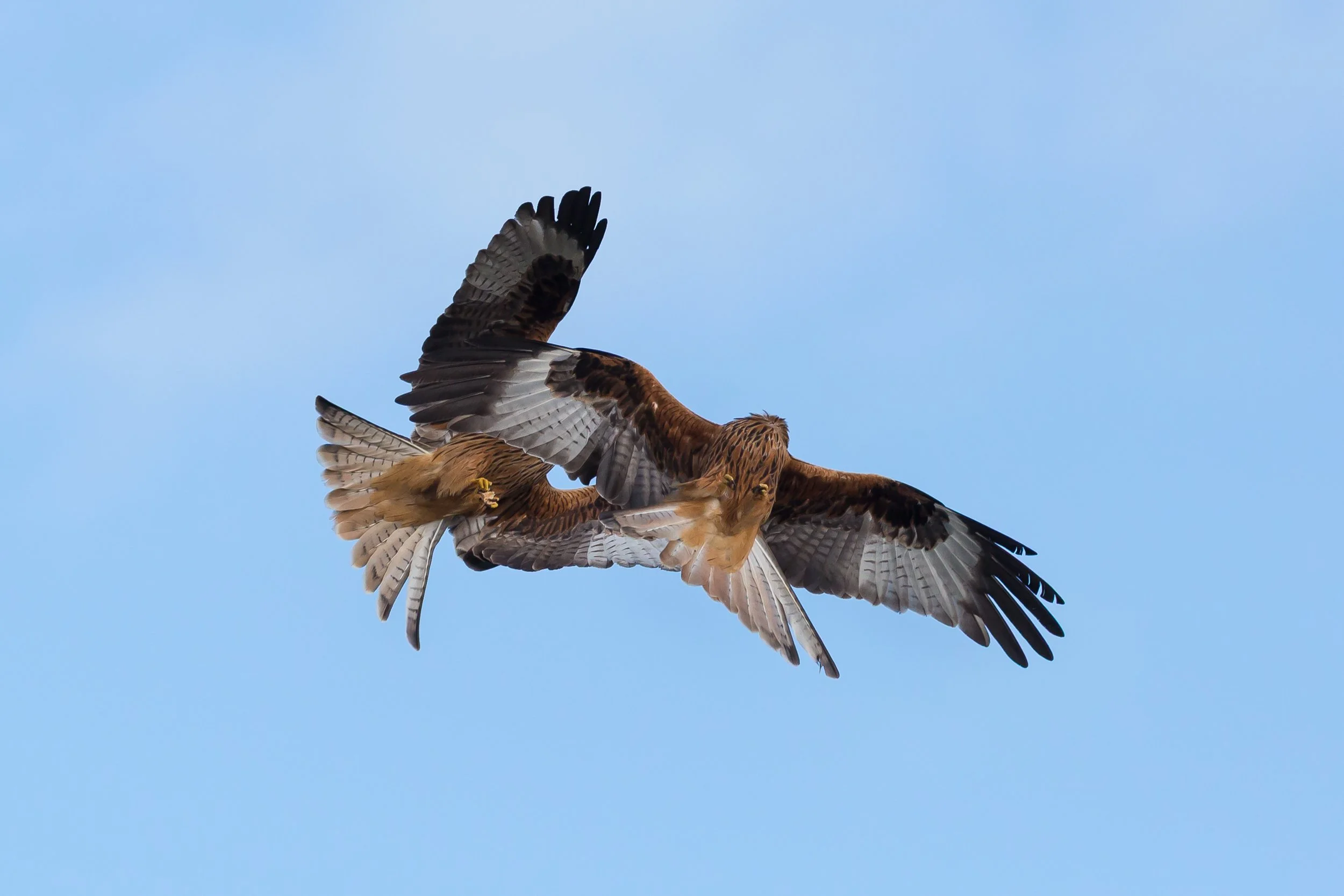 Red Kites9-158.jpg