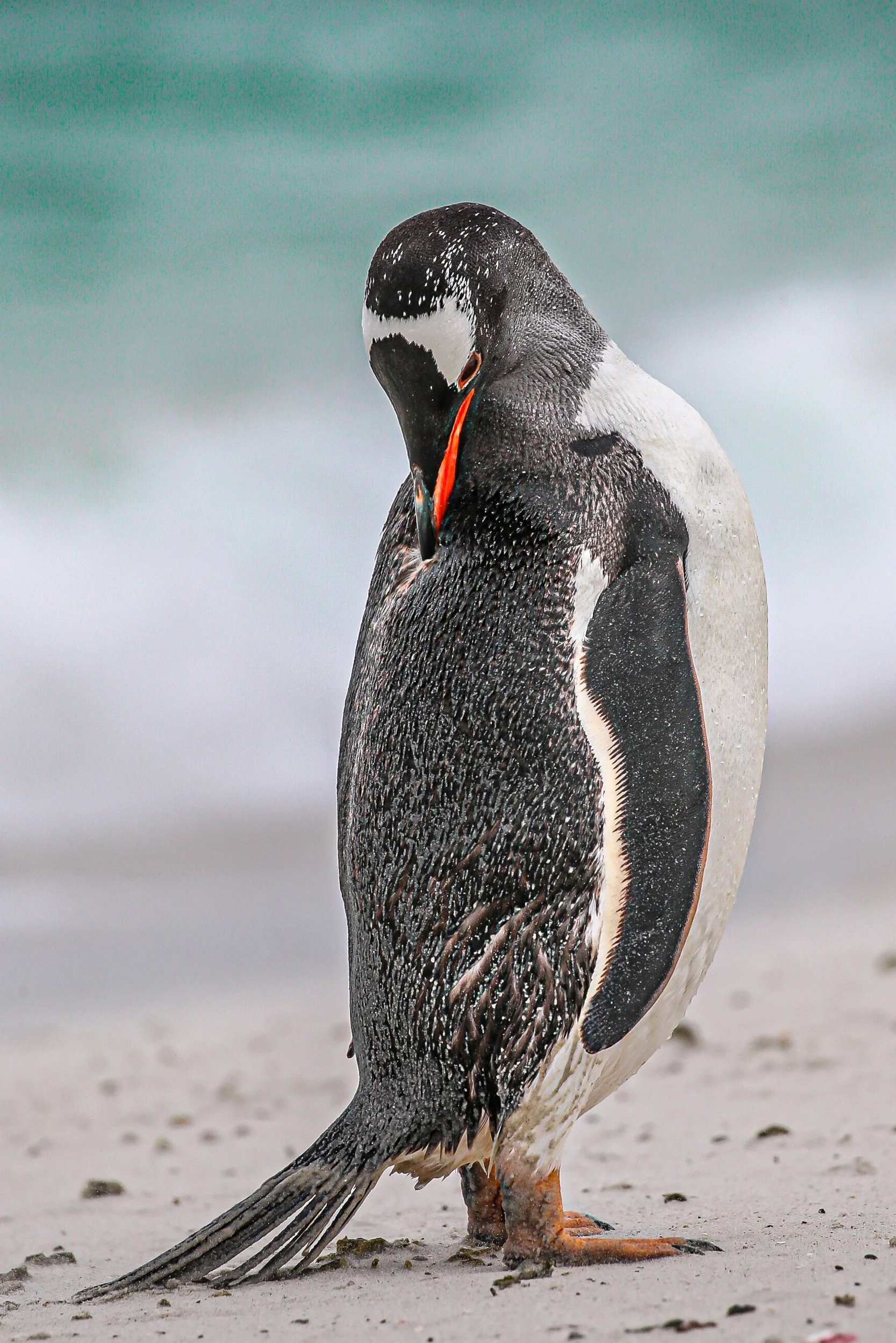 Falklands 3 (796 of 1118).jpg