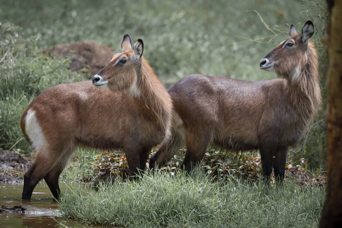 Lake Nukuru, Kenya  2011 13-776.jpg