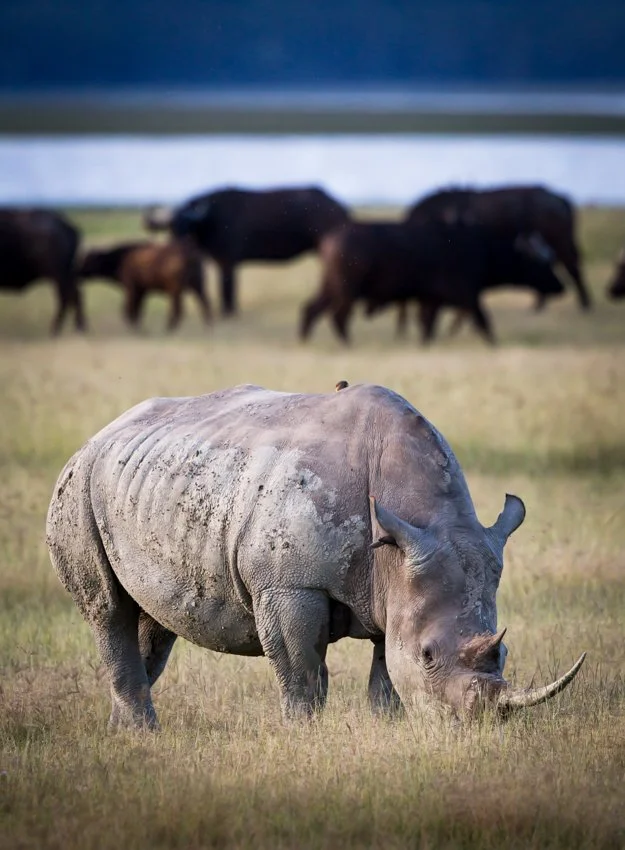 Lake Nukuru, Kenya  2011 13-1310.jpg