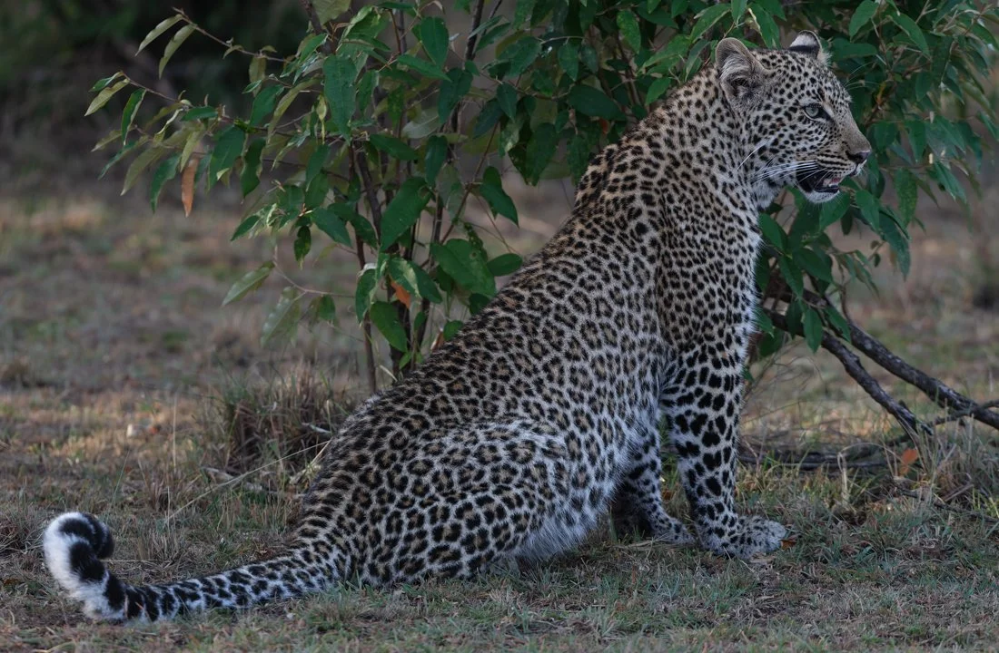 Massai Mara, Kenya  2011 14-5694-DxO_DeepPRIME XD2s.jpg