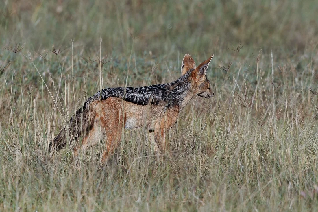 Lake Nukuru, Kenya  2011 13-653-CR2.jpg