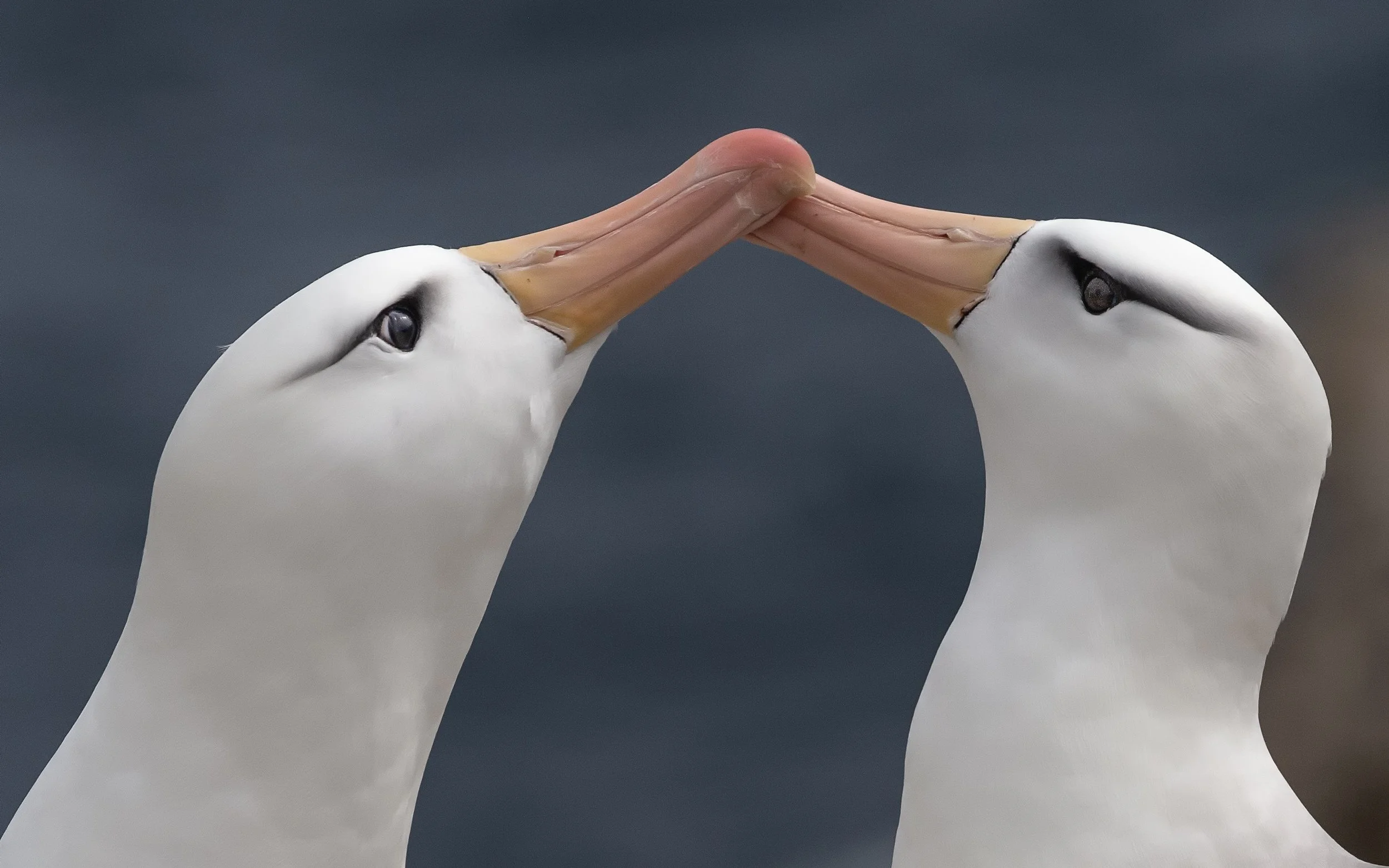 Falklands 2 (620 of 1584)-Edit-Edit.jpg