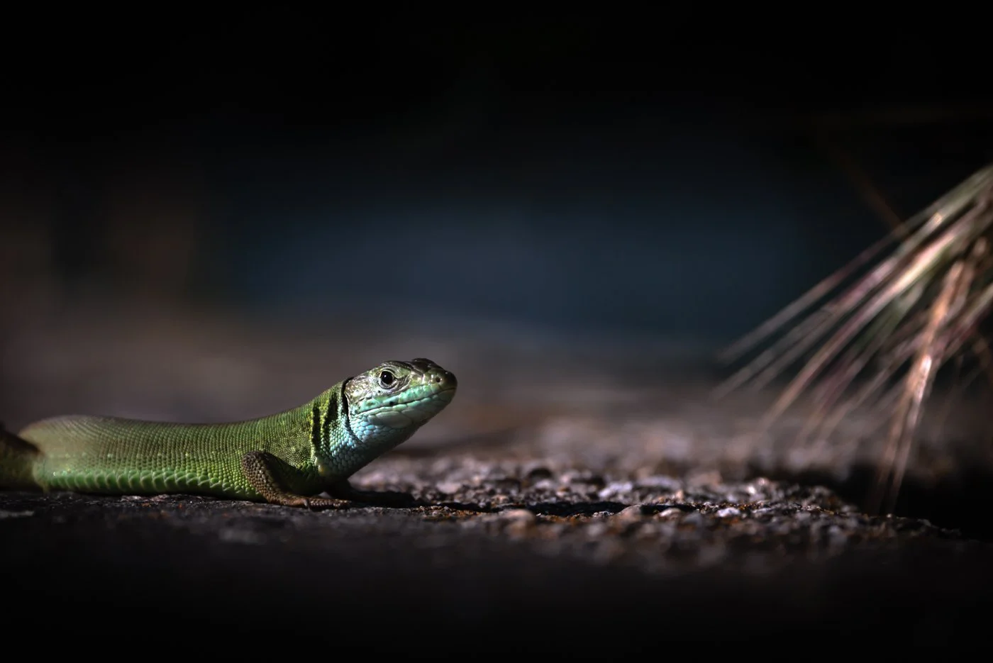 untitled (17 of 2162)-Edit.jpg