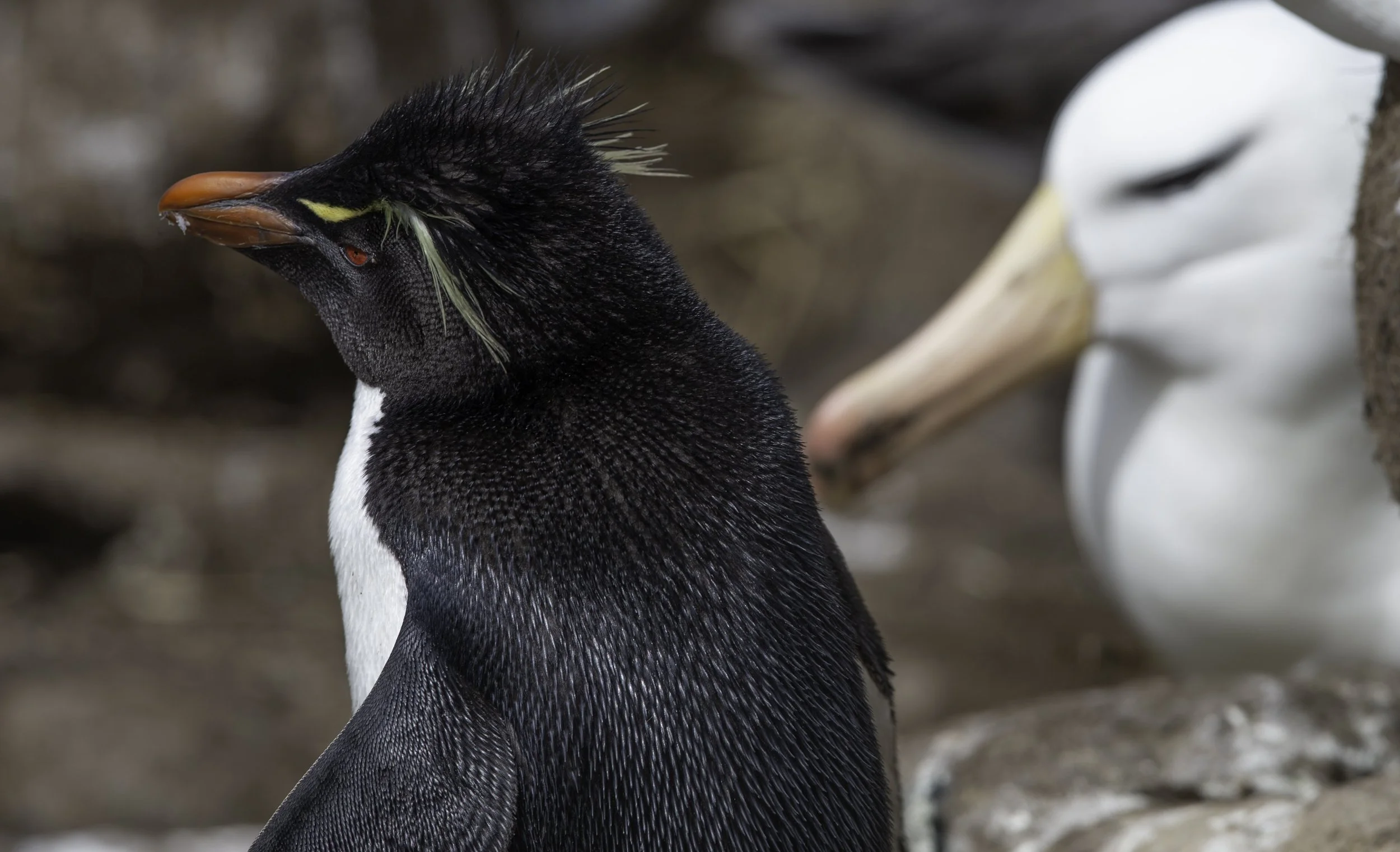 Falklands 2 (38 of 1584).jpg