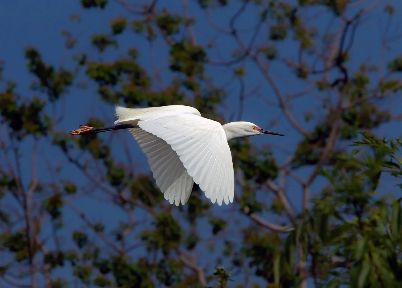 Florida Birds frame (2363 of 645)-Edit-Edit.jpg