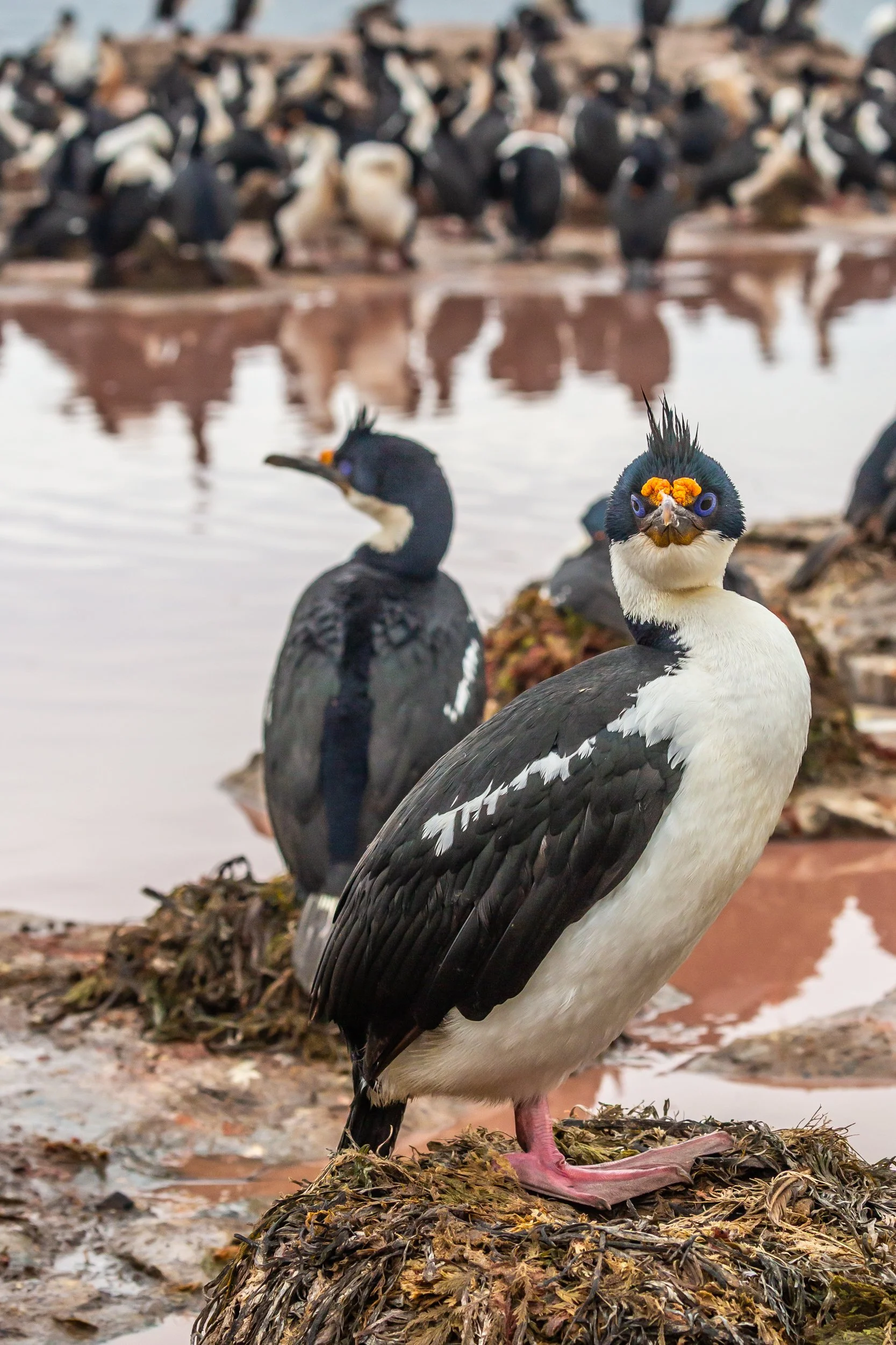 Falklands 8 (707 of 2696).jpg