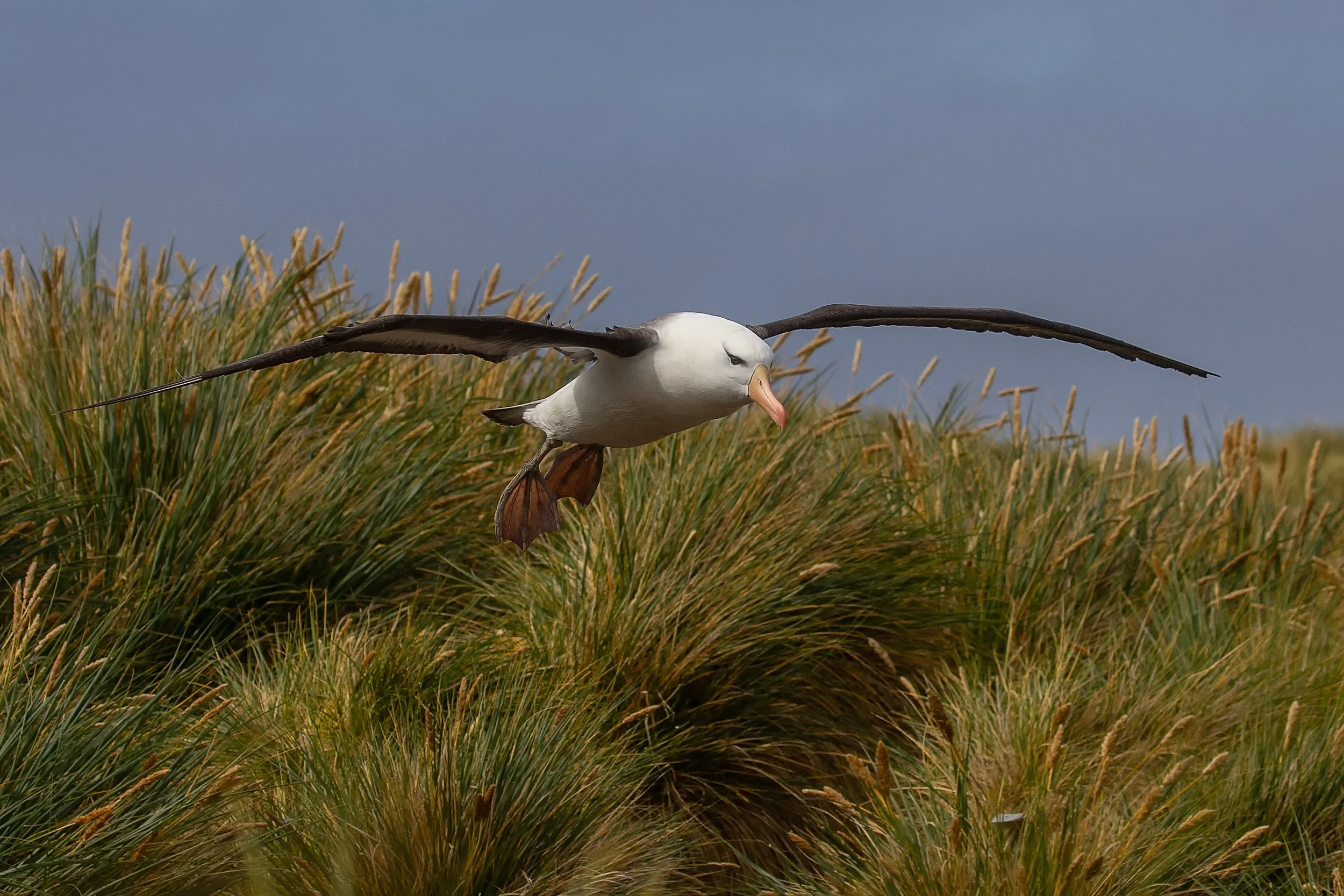 Falklands 4 (144 of 411)-Edit-Edit.jpg